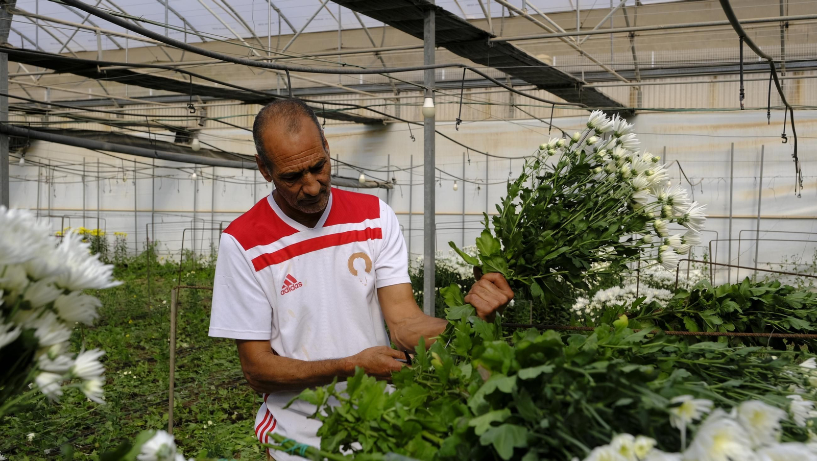 Empaquetado de margaritas.