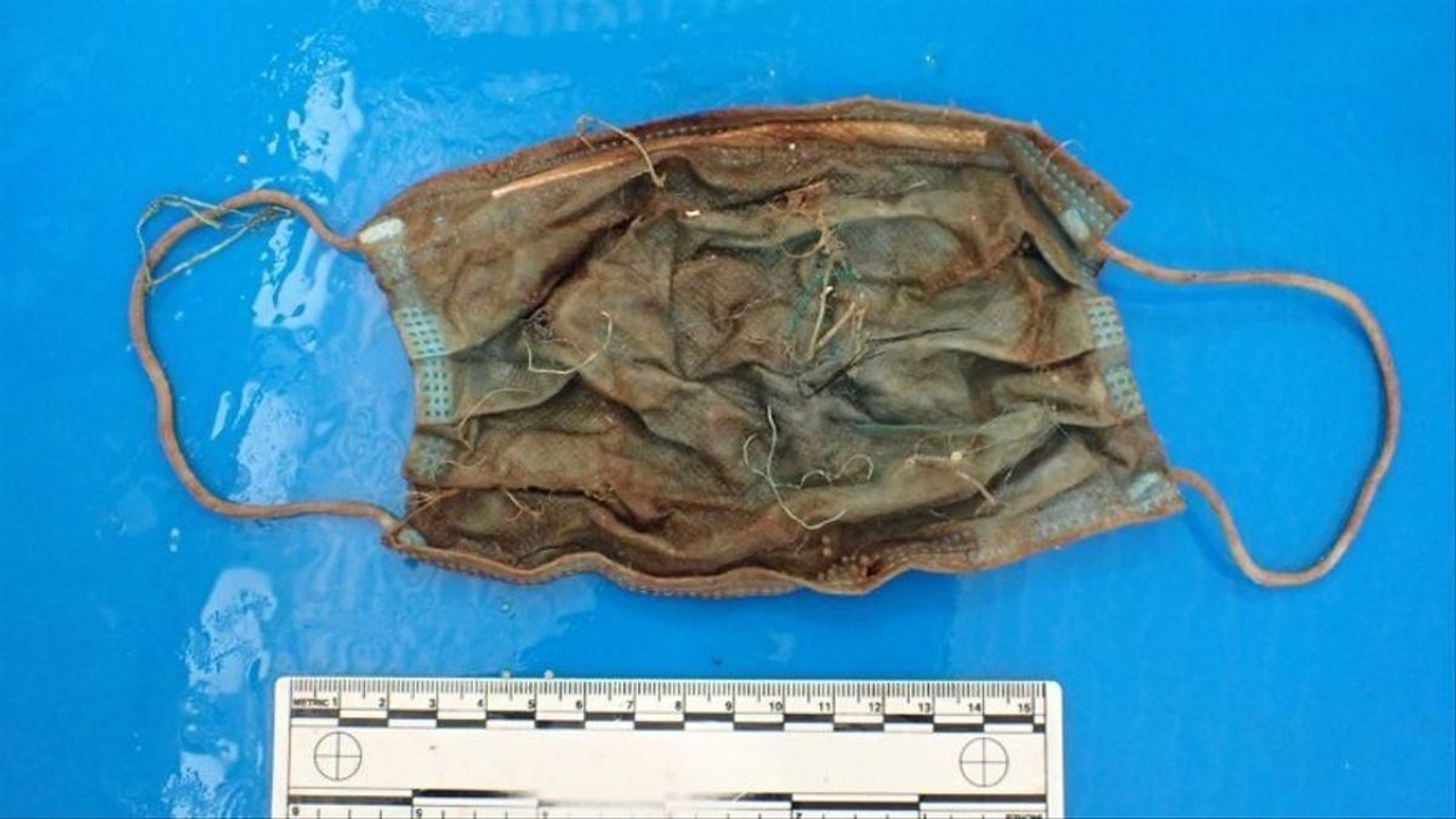 Encuentran una mascarilla en el estómago de un delfín que varó en Tenerife