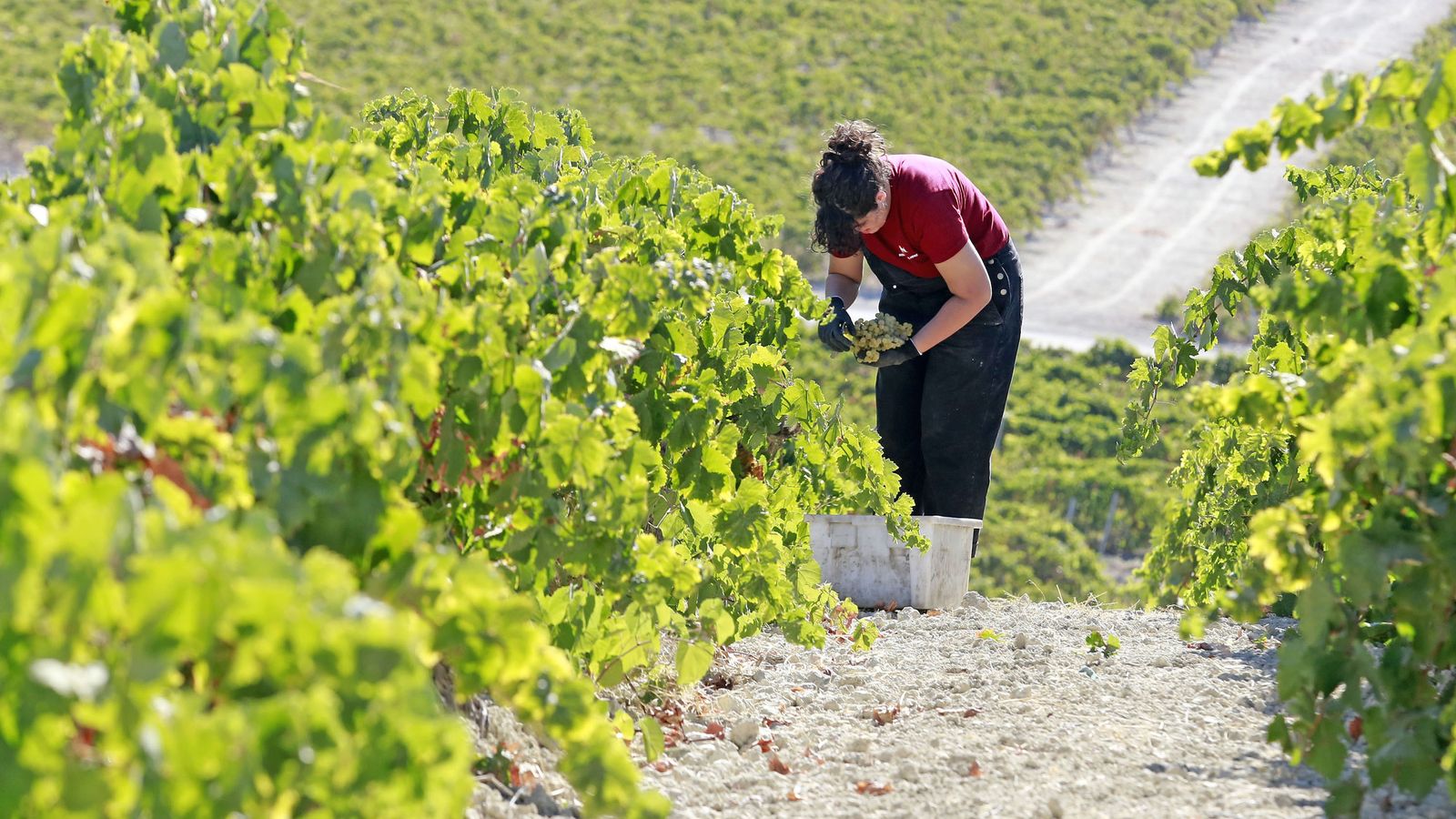 Vendimia y pisa de la uva tradicional en Viña El Corregidor de Bodegas Luis Pérez