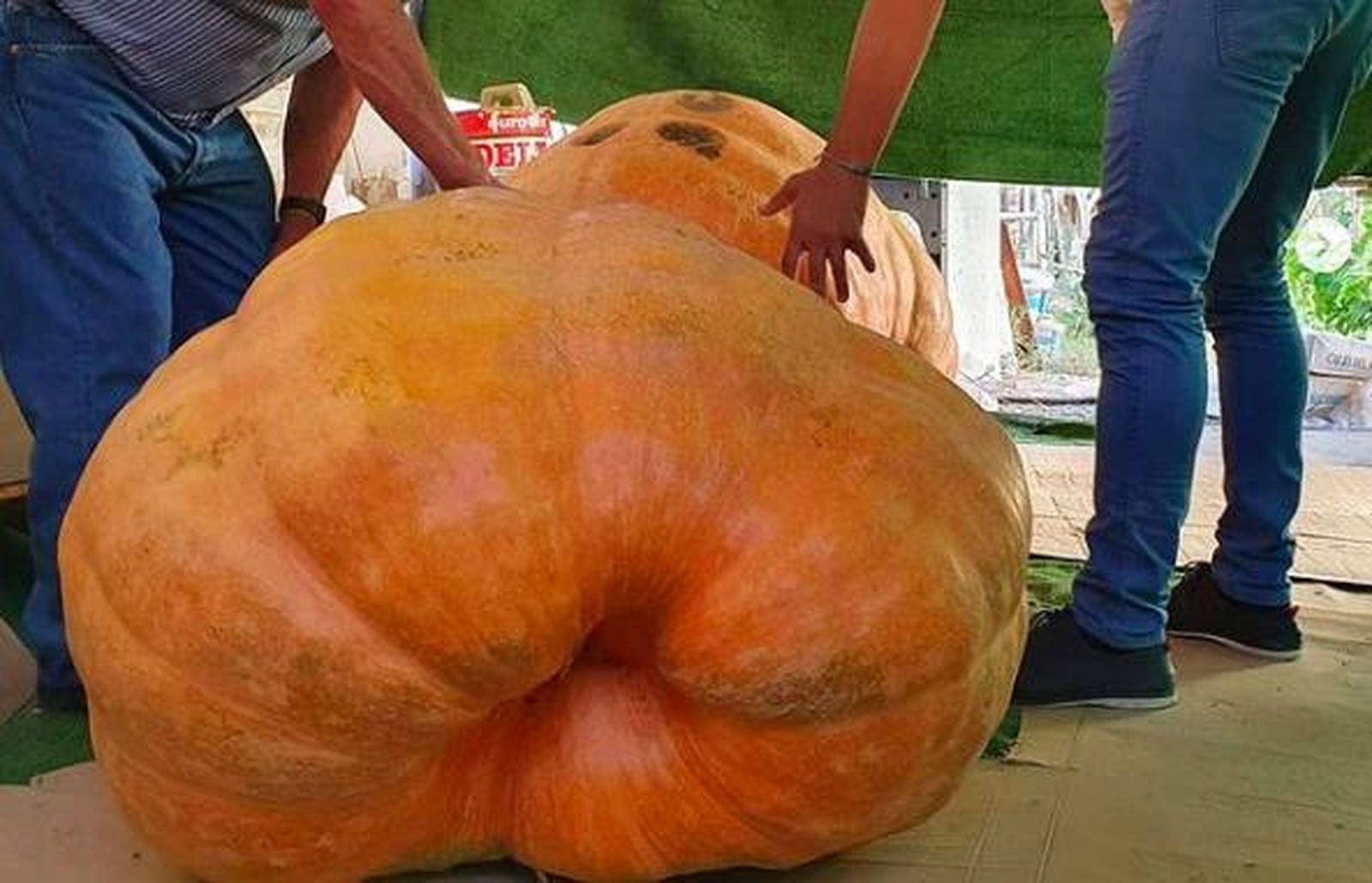 La calabaza recogida por el Lele.