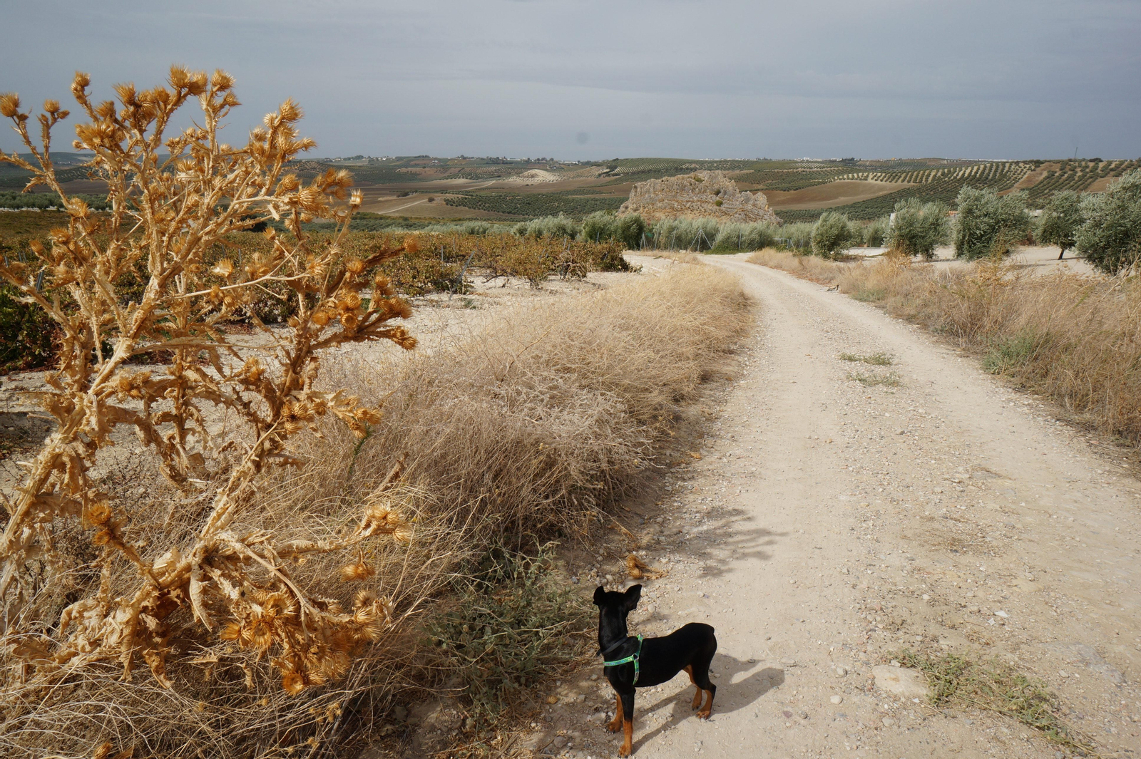 Piedra Luenga, la mole rocosa de Montilla, en fotografías