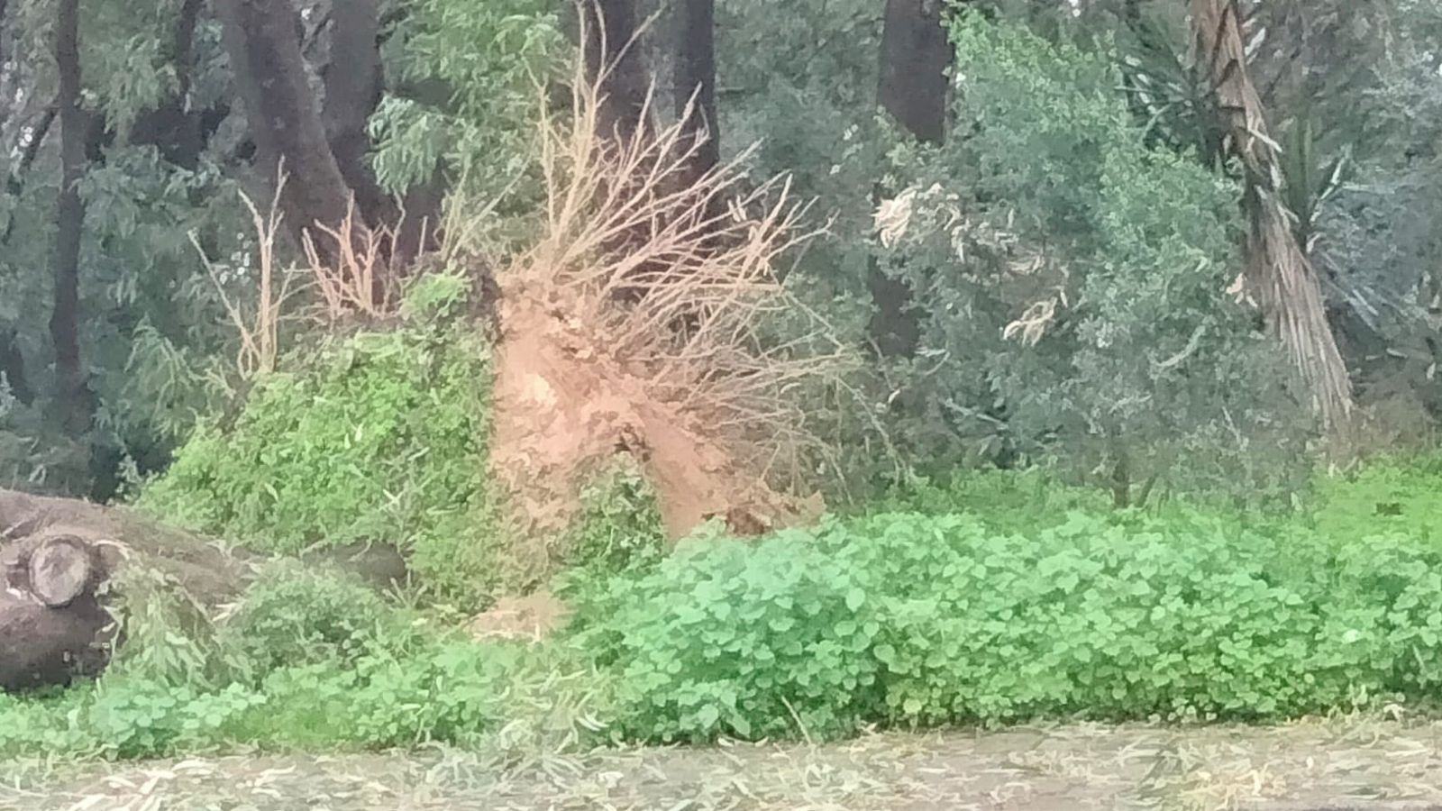 Las raíces del árbol han sido arracadas de cuajo.