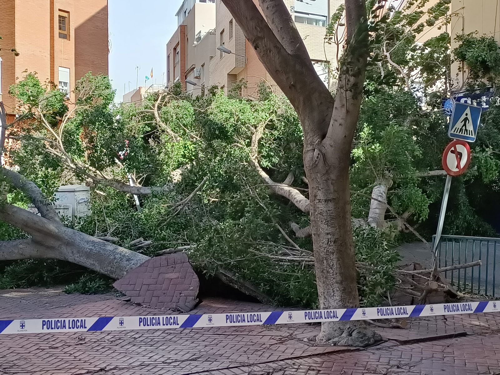 Árboles caídos al suelo hoy en la capital almeriense.