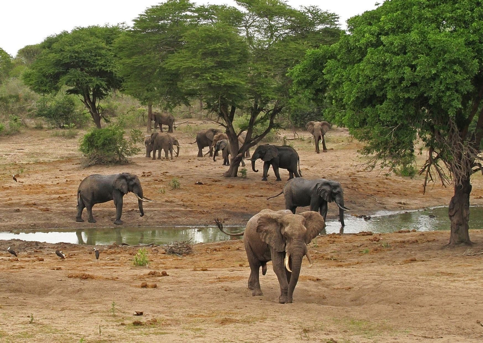 Dos especies de elefantes africanos están en peligro de extinción