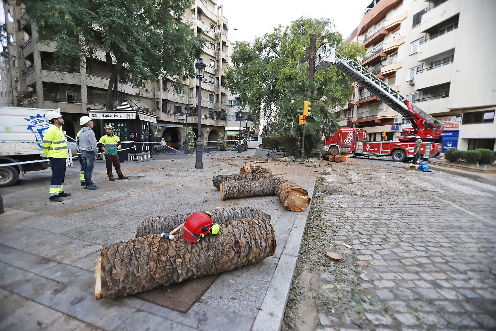 Imágenes de la tala de la emblemática Palmera de Huelva