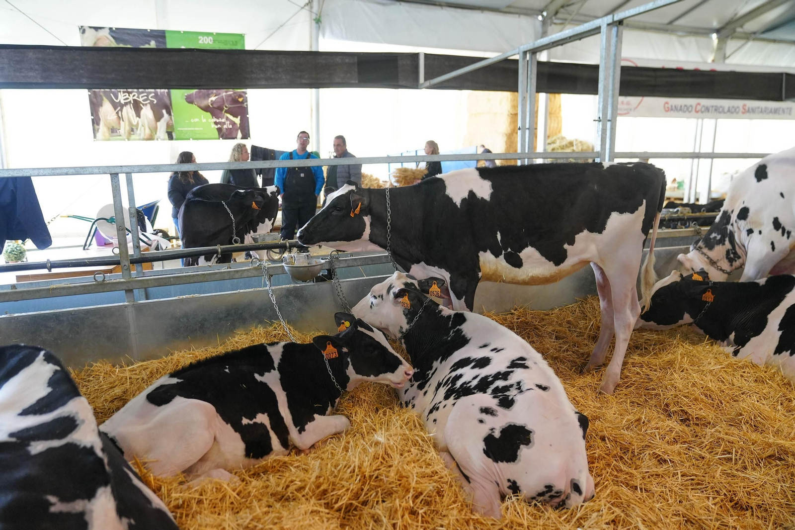 Las mejores imágenes de la inauguración de la XVII Feria de Ganado Frisón de Dos Torres