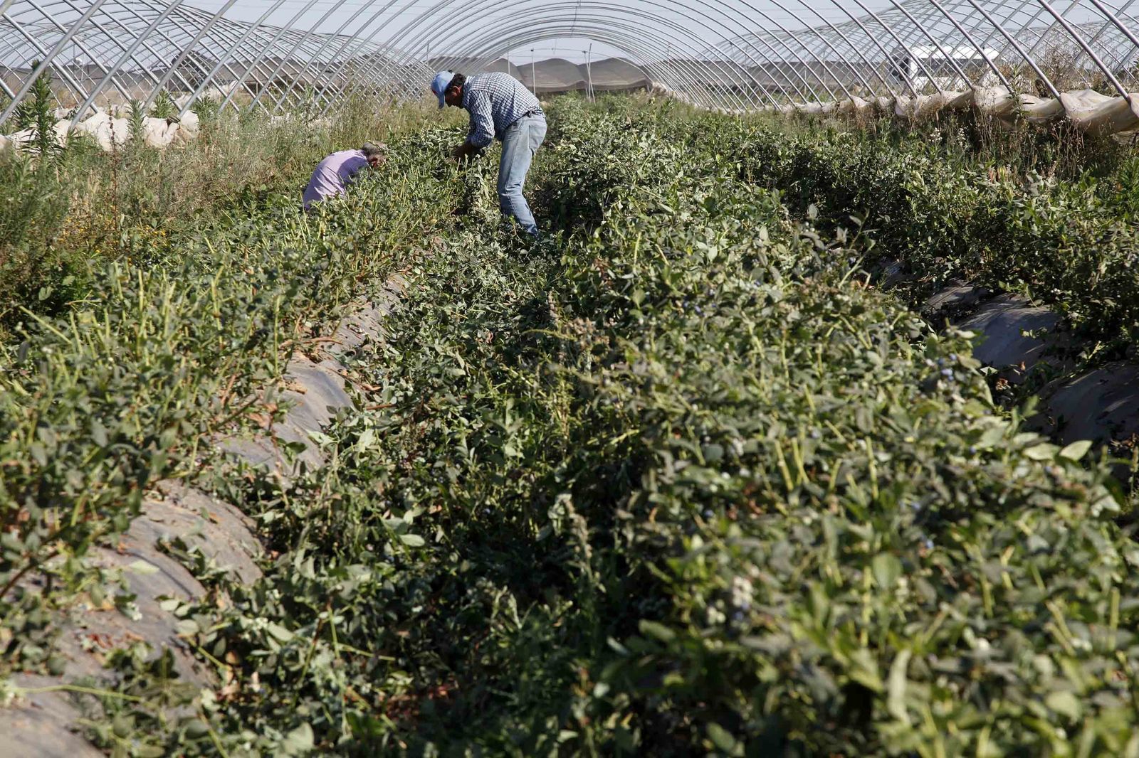 Dos temporeros recolectan arándanos  en una finca de la provincia onubense.