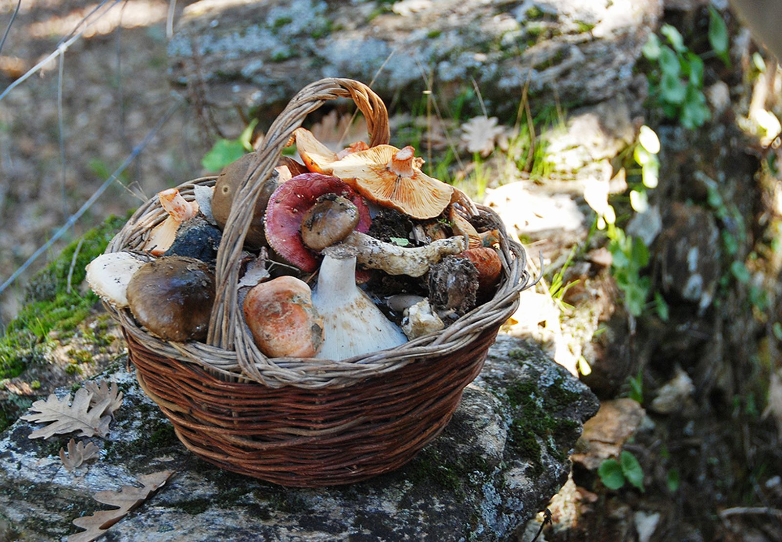 Cesto repleto de setas tras una jornada de recolección