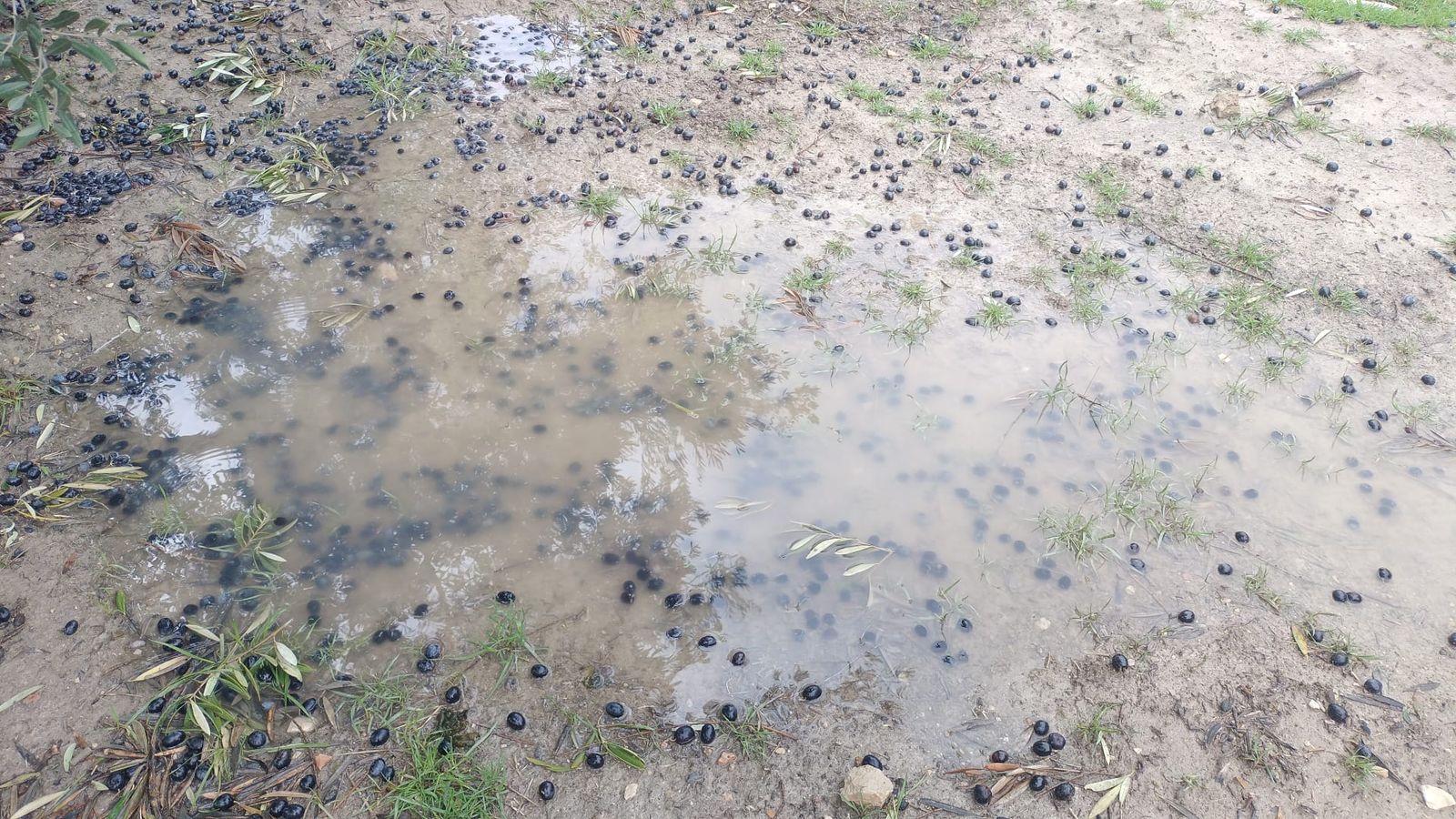Aceitunas caídas al suelo por los temporales