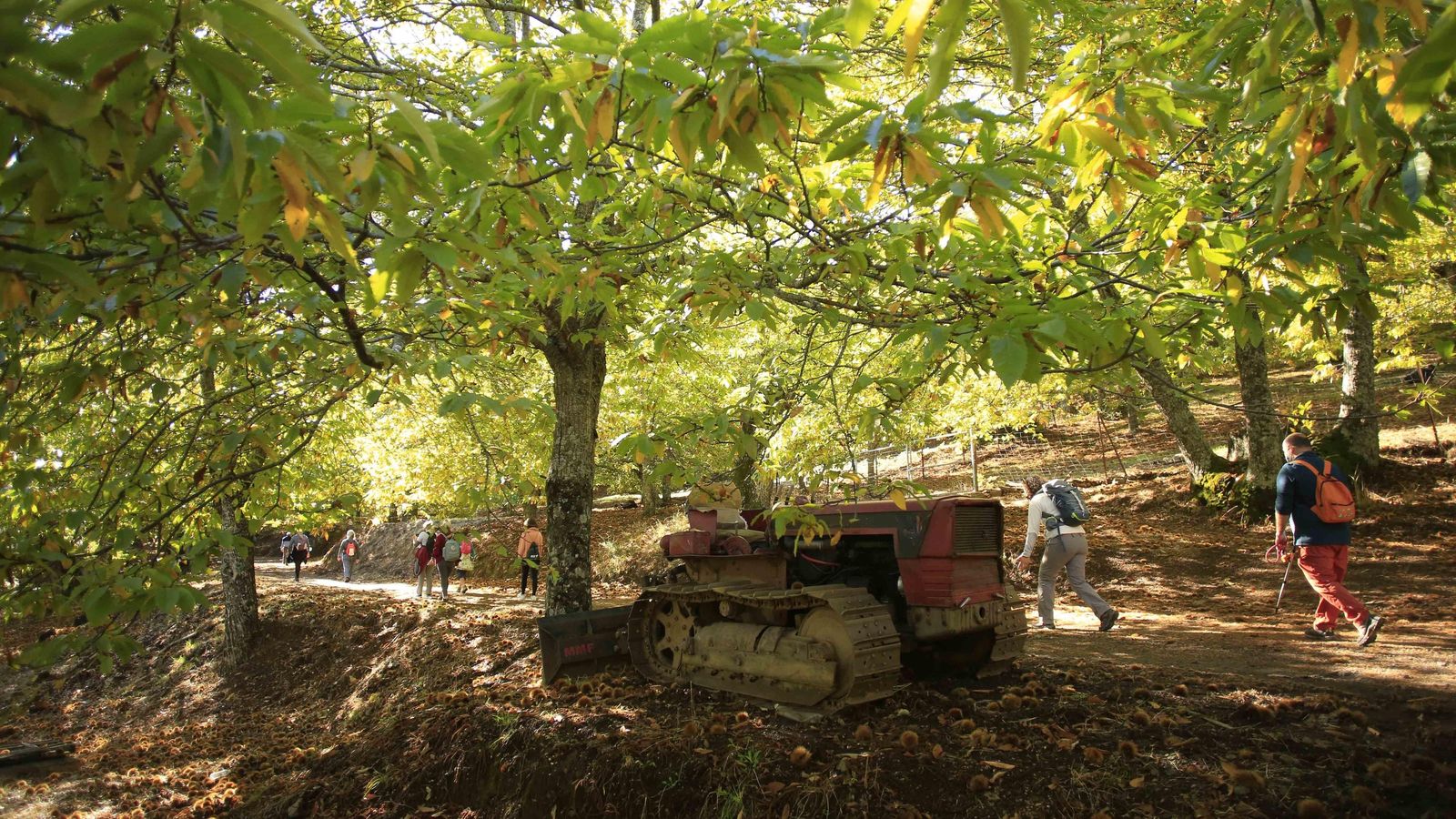 Numeroso grupo de visitantes pasa junto a los equipos de labranza de los productores en mitad del bosque.