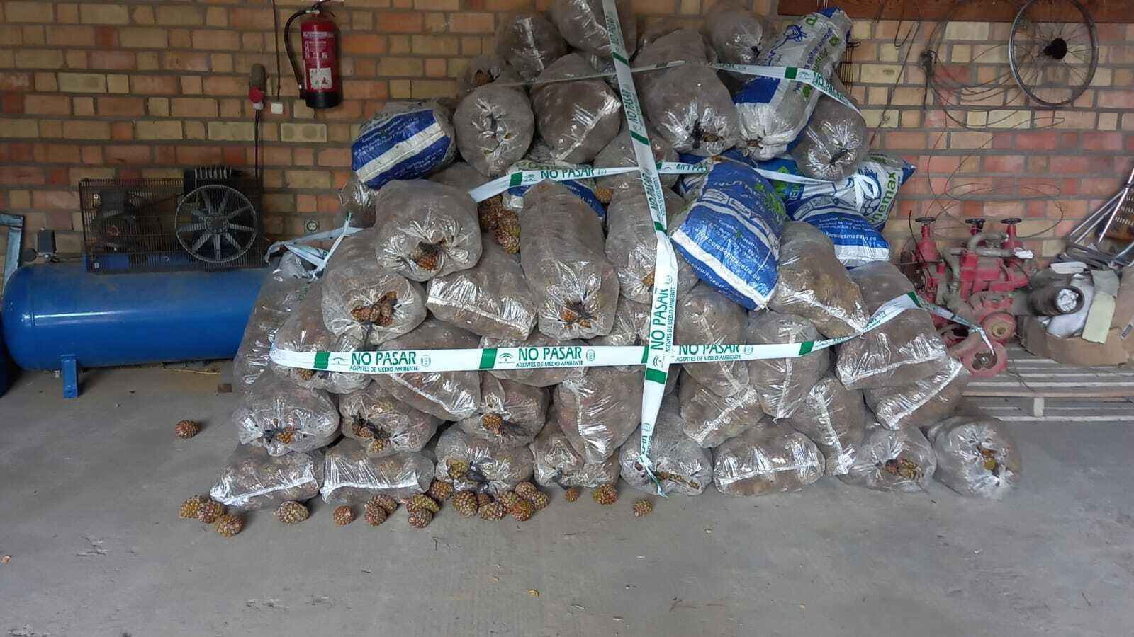 Piñas interceptadas.