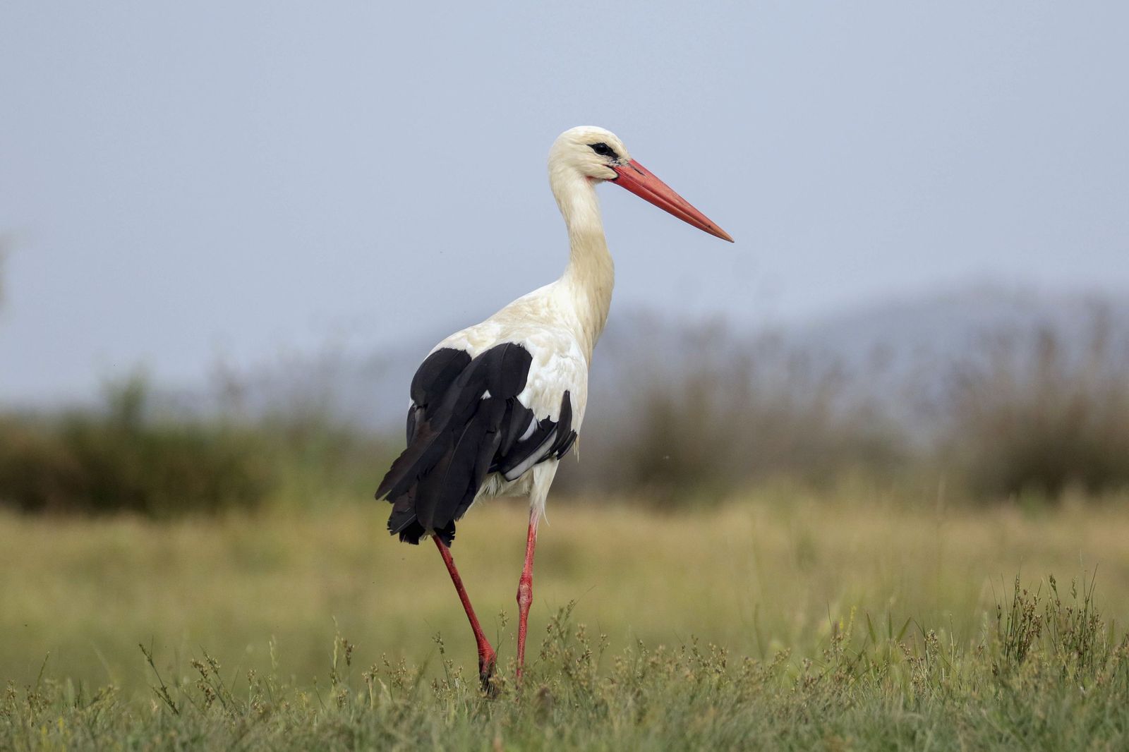 La cigüeña blanca es una de las aves más perjudicadas por el cambio climático.