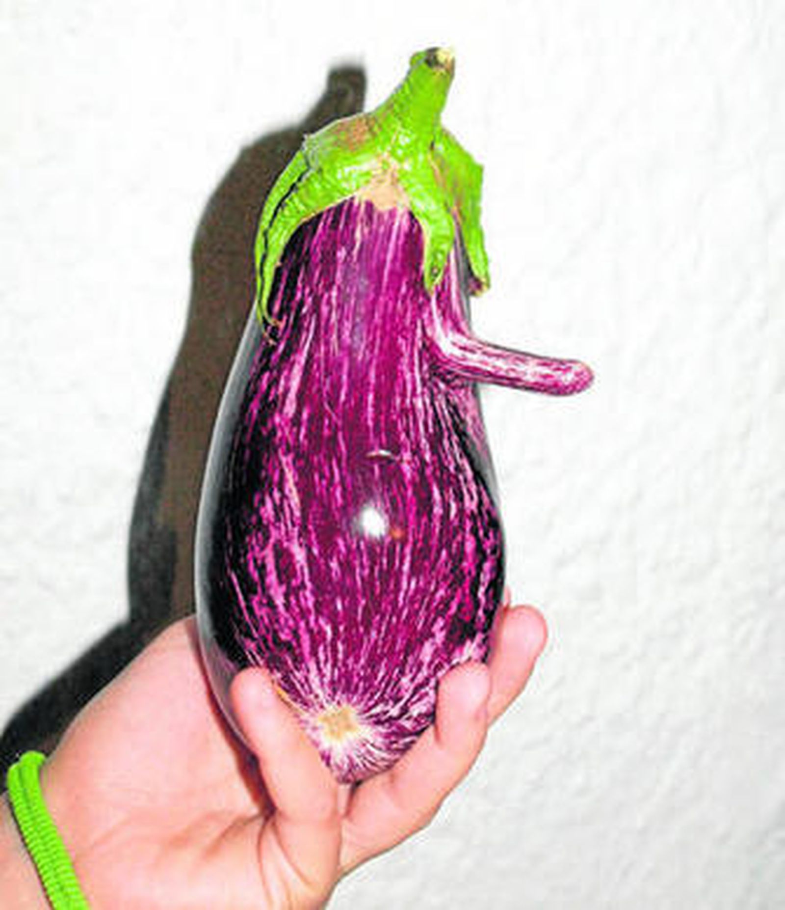 Una mano sostiene la peculiar berenjena.