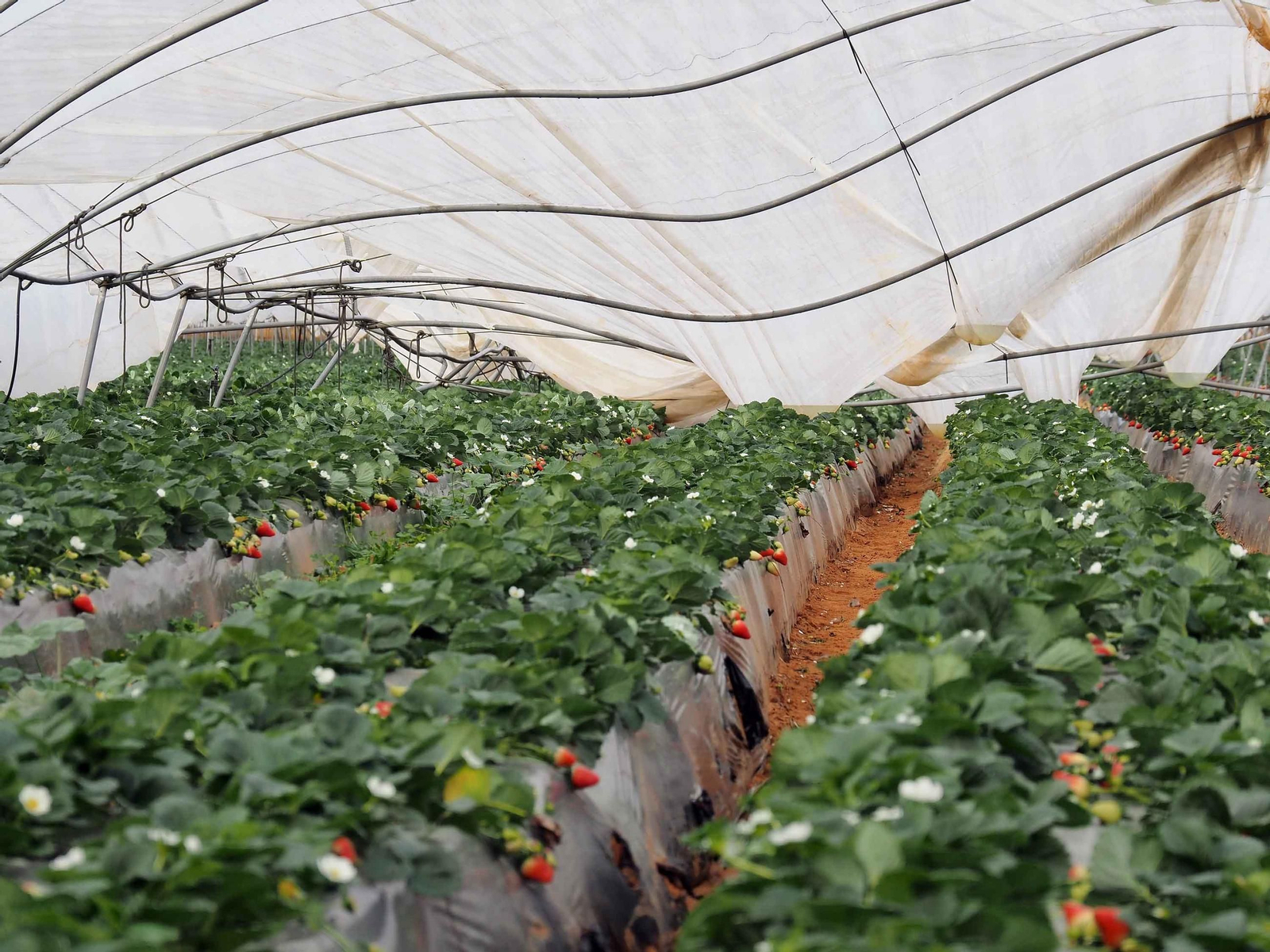 El suceso se ha producido en el peor momento, en plena fase de recolección y cuando el precio de la fruta está alto El suceso se ha producido en el peor momento, en plena fase de recolección y cuando el precio de la fruta está alto