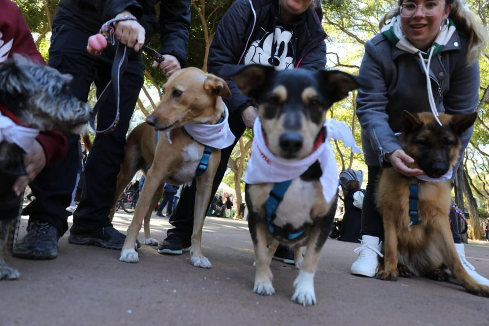 Así ha sido la celebración de San Antón en San Fernando