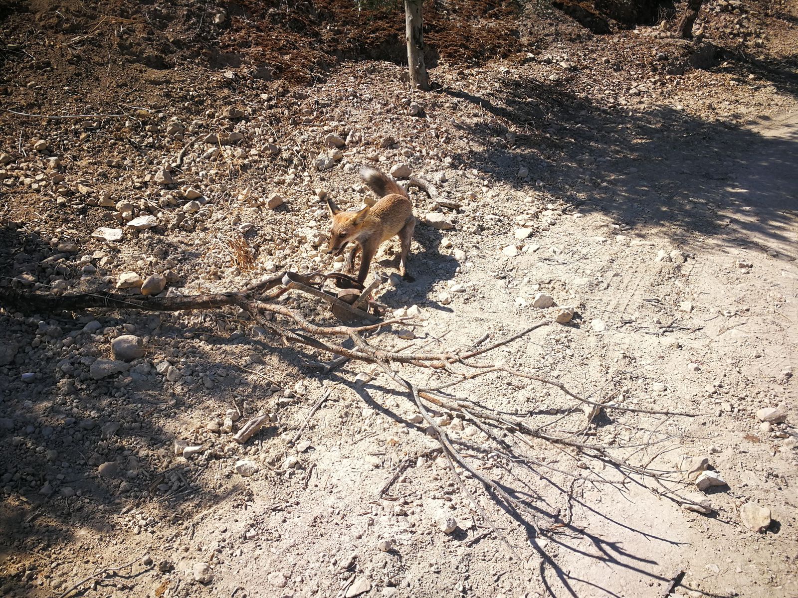 Un zorro, que cayó en una trampa, antes de ser liberado por el SEPRONA.