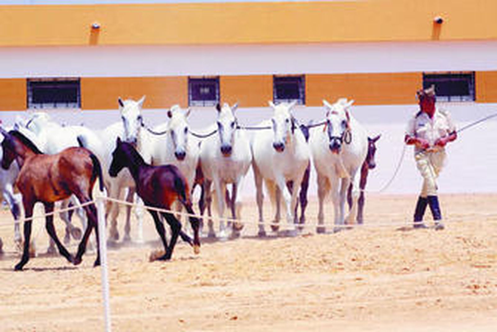 Imagen de la exhibición que se celebró ayer en la Feria del Ganado de Algeciras.