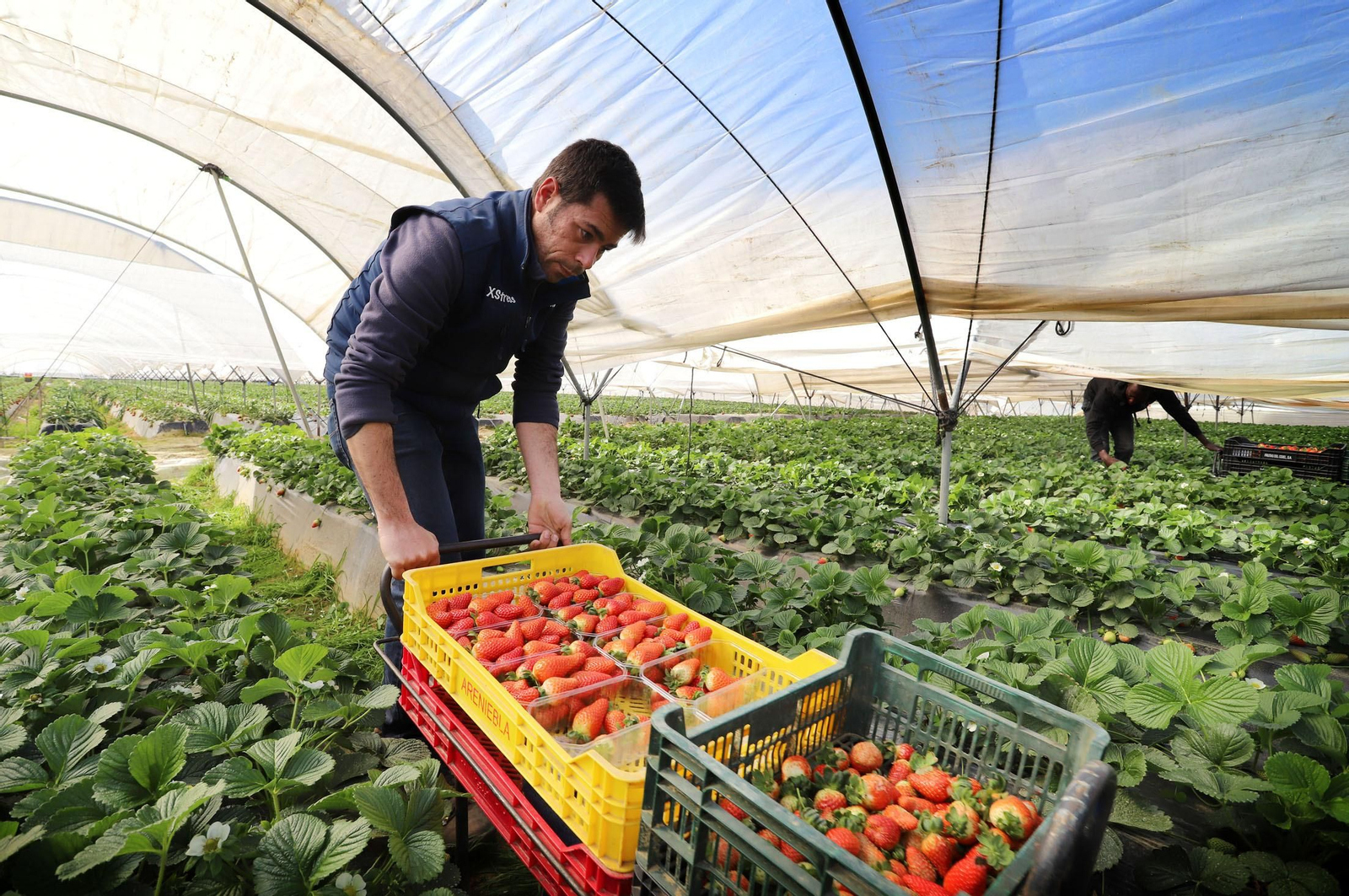 Imágenes de la realidad del trabajo en el campo
