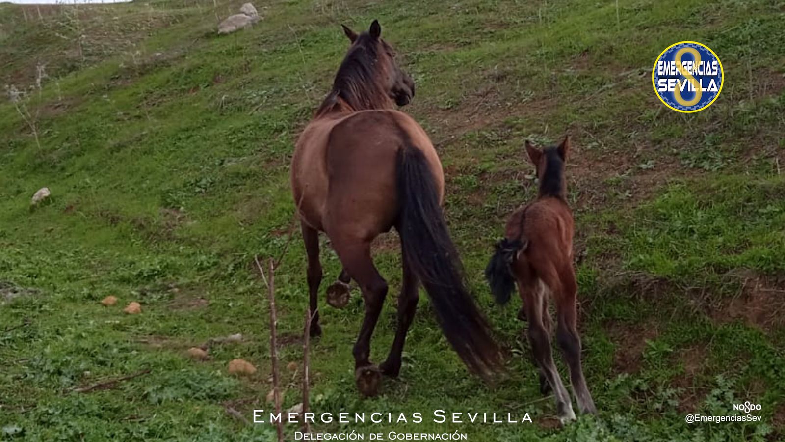 La yegua y su cría rescatada.