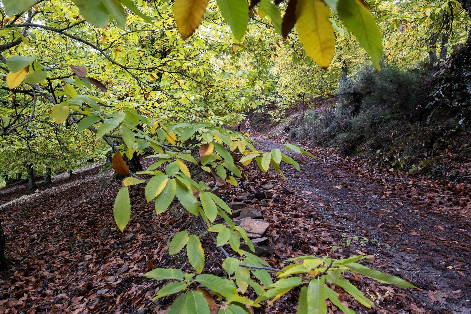 El Bosque de Cobre del Valle del Genal, en fotos