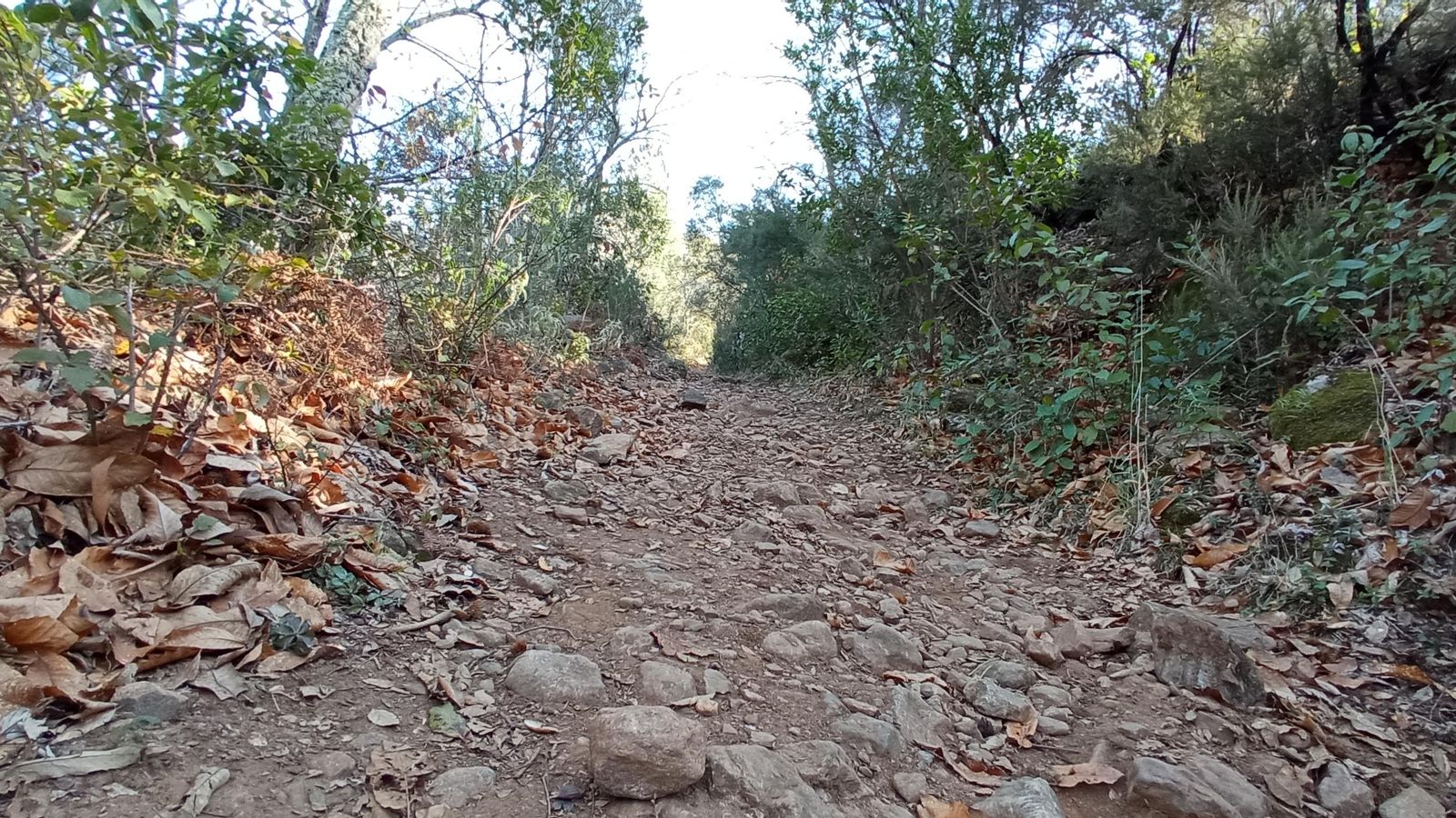Nueva zona de bosque, algo más pedregosa