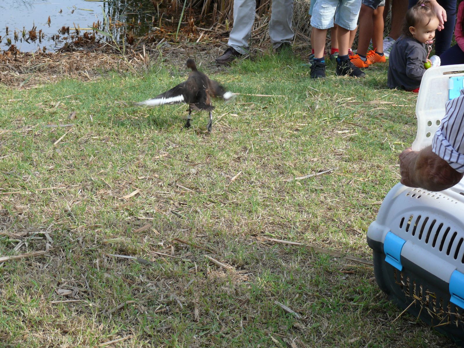 Las imágenes de la suelta de fochas cornudas y porrones pardos