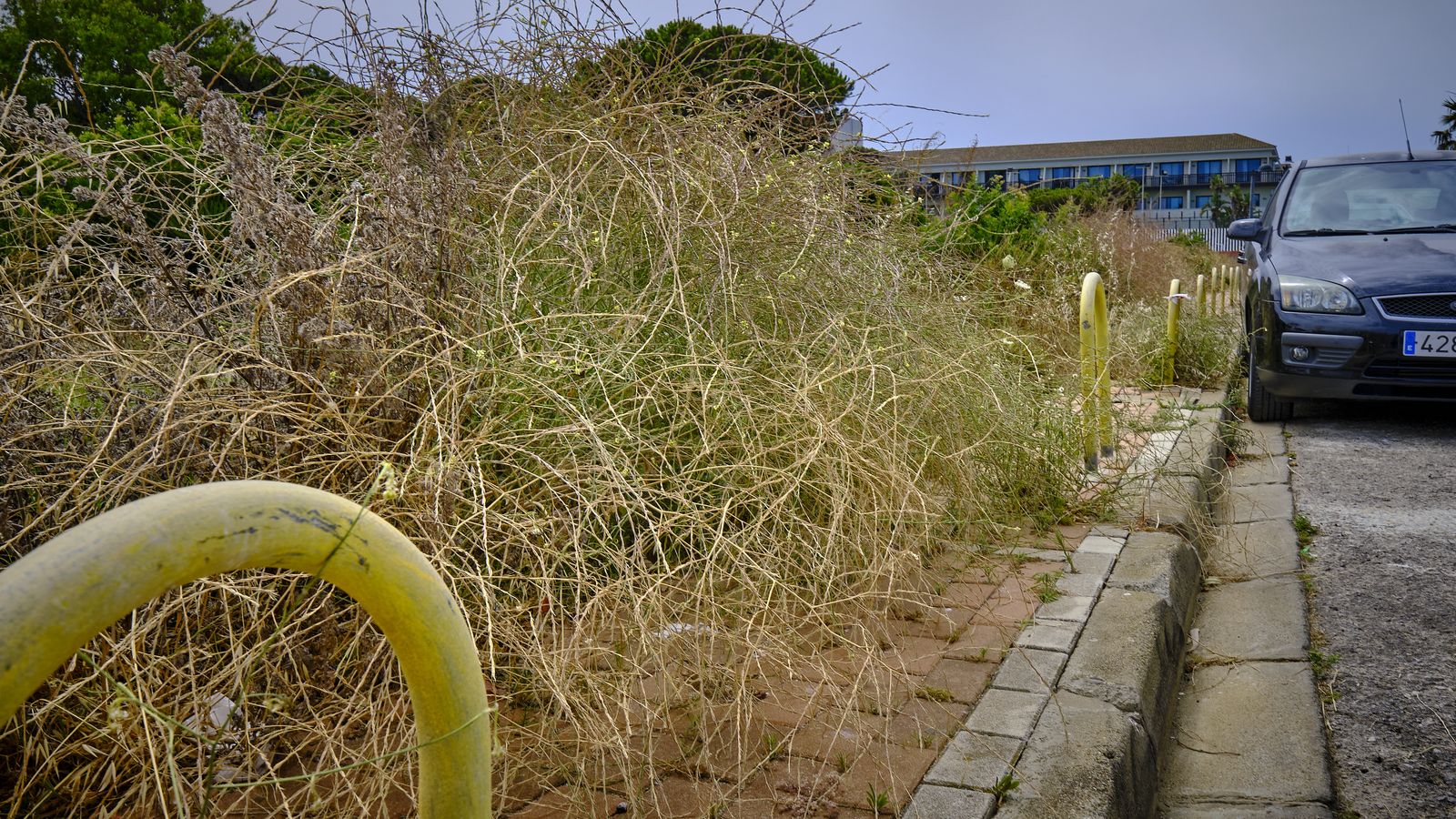 Solar abandonado que acumula desperdicios y cuya vegetación ocupa aceras, haciéndolas intransitables para los peatones.