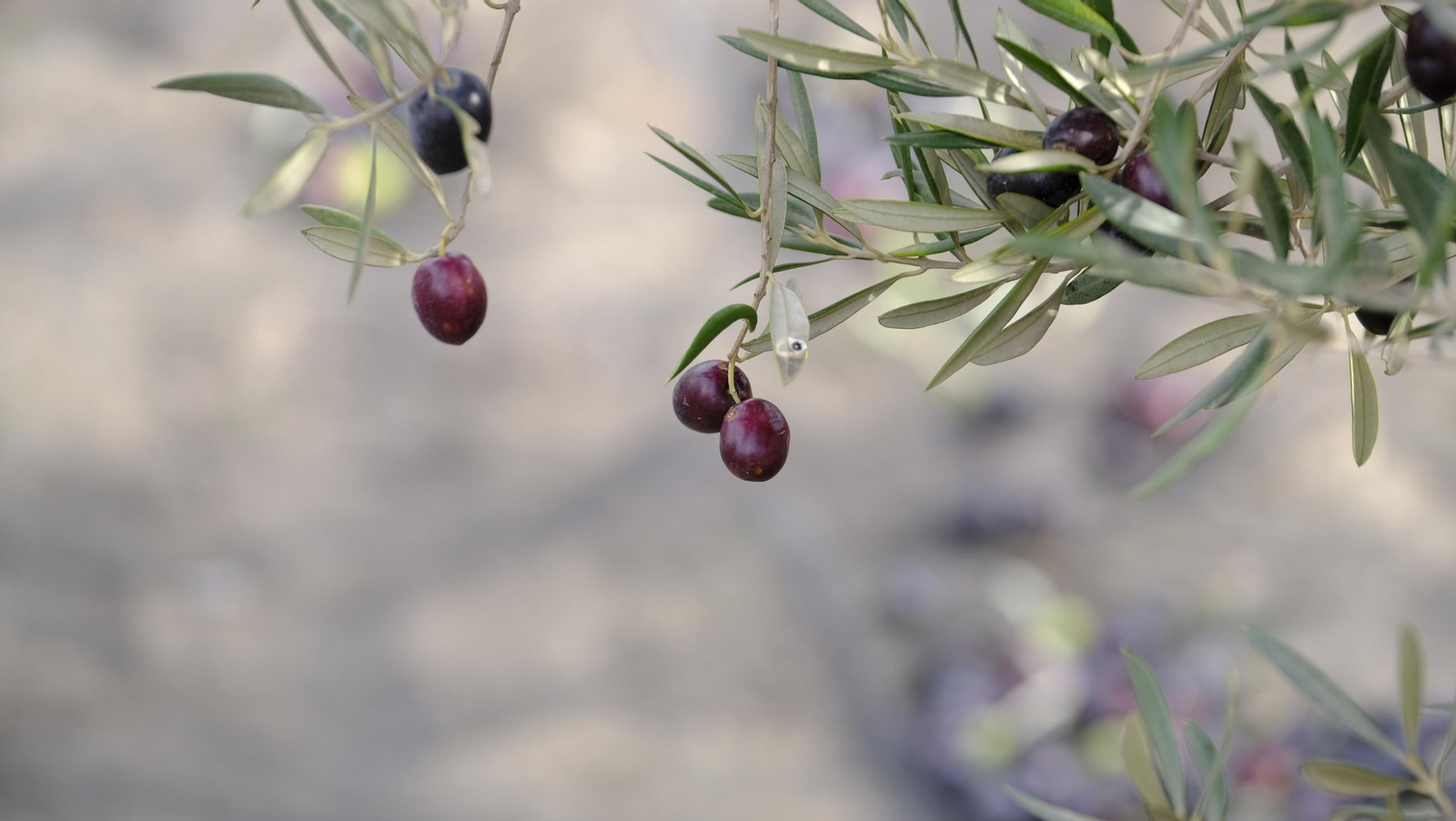 Época de recogida de aceitunas, en imágenes