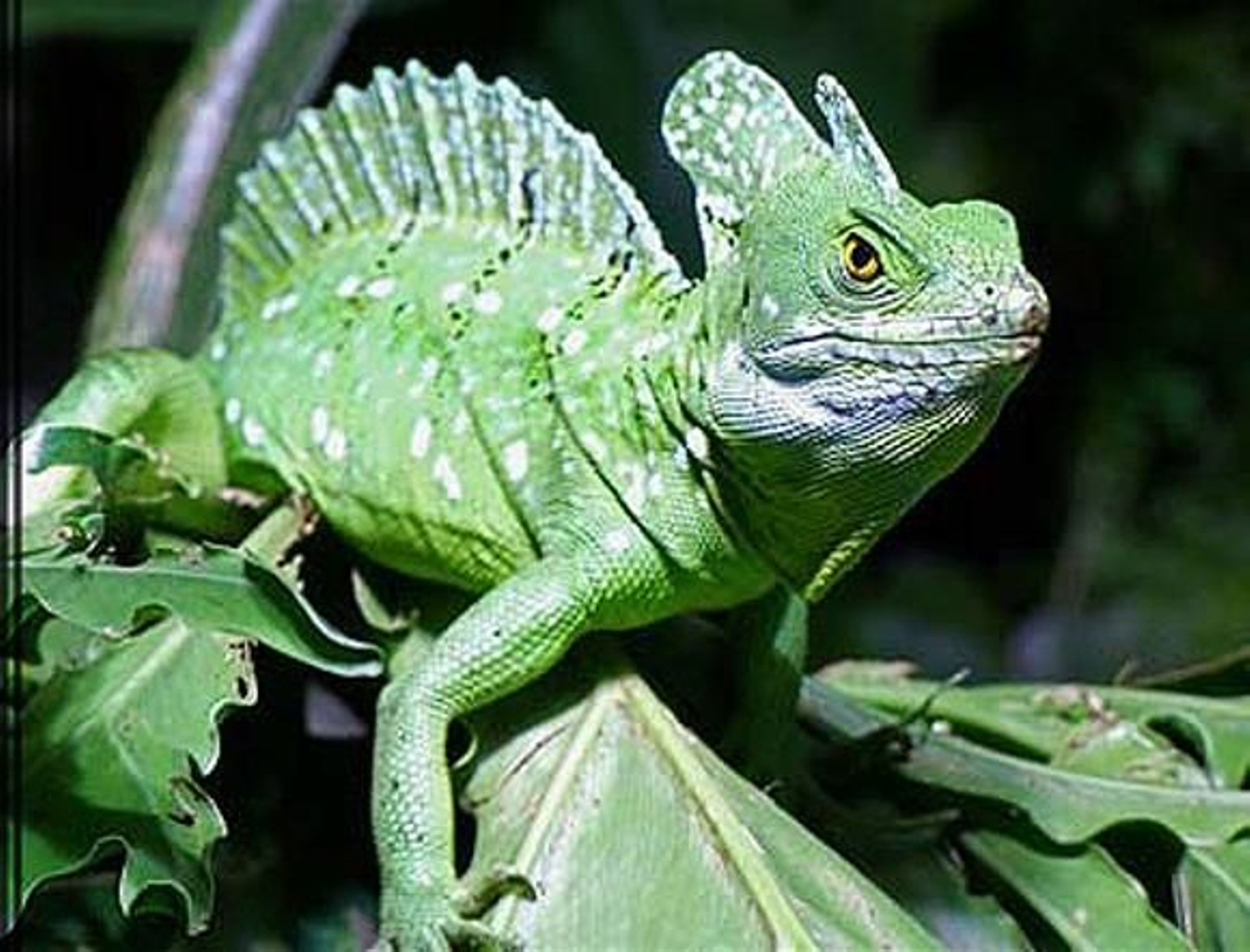 Los lagartos tropicales, en peligro de extinción por el calentamiento global