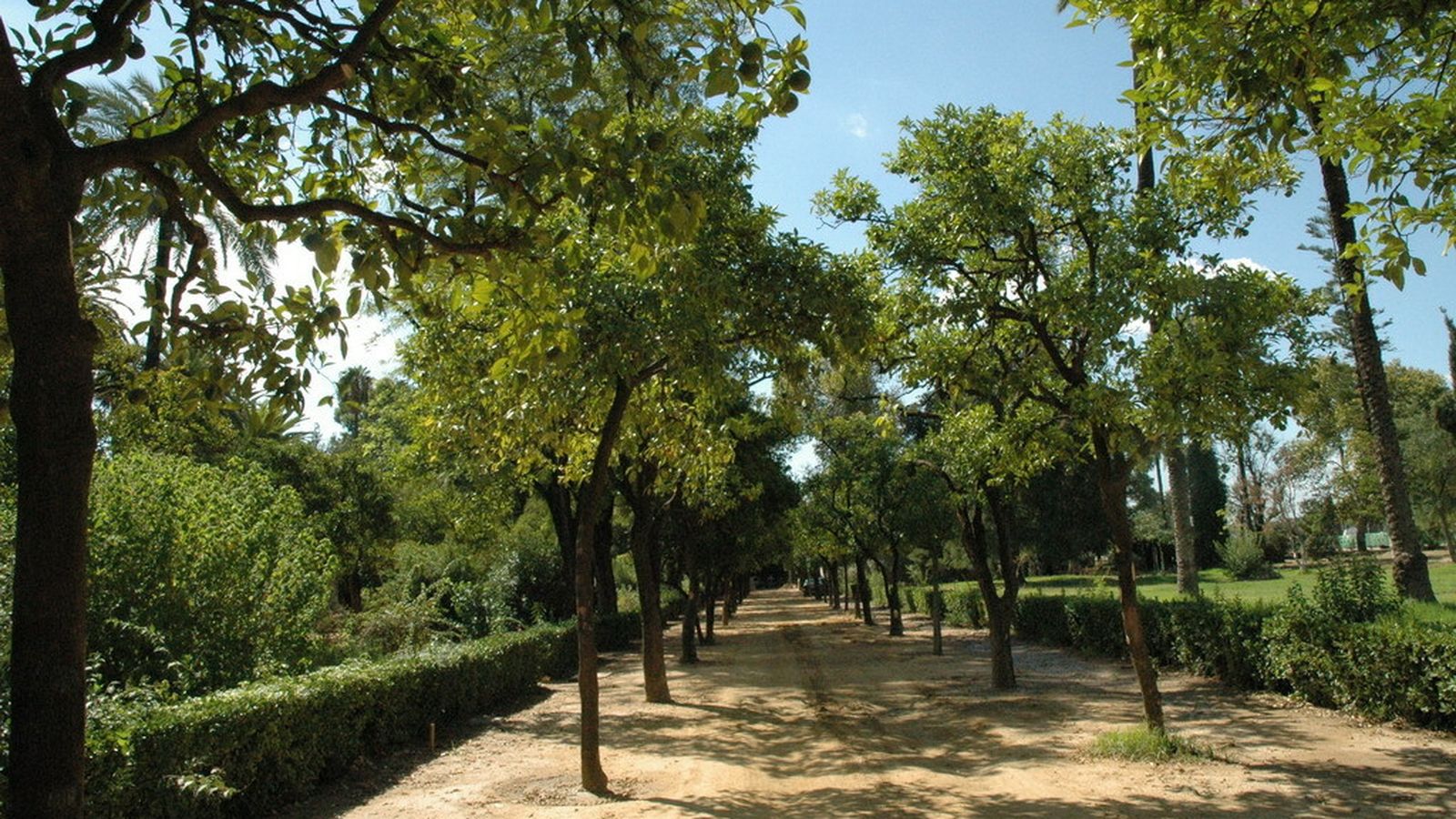 Los naranjos de los Jardines de las Delicias.