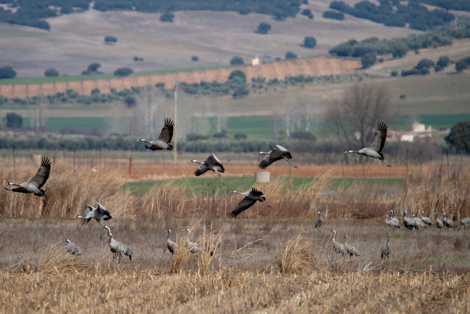 Un grupo de grullas.