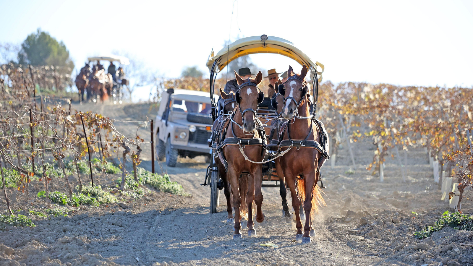 II Ruta Viñas de Jerez