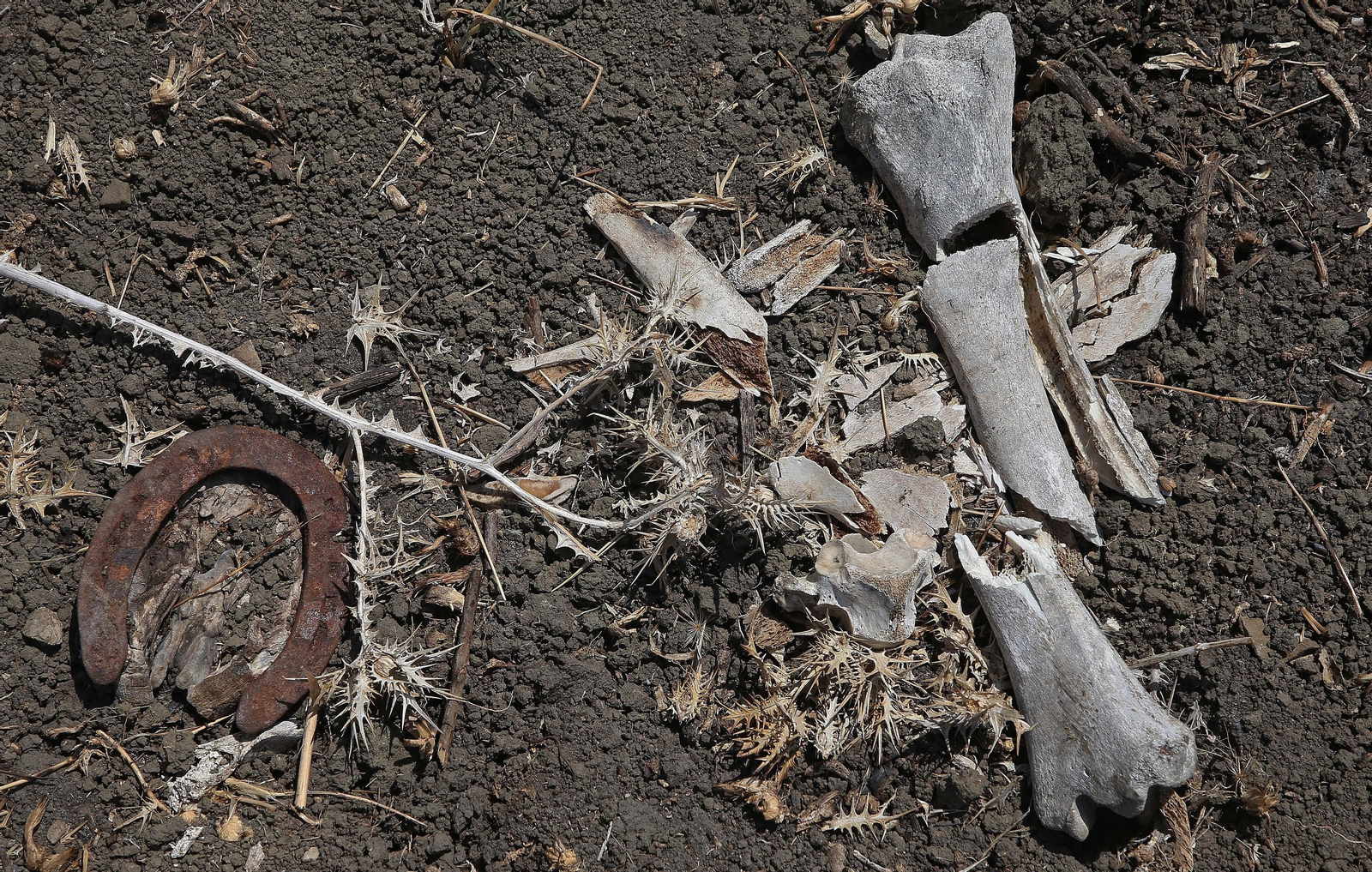 El cementerio ilegal de caballos de Algeciras, en imágenes