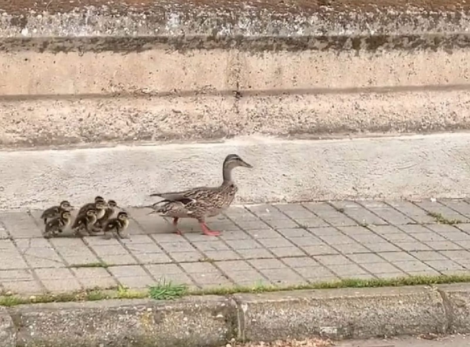 Patos por la avenida José Simón Lillo de Peñarroya-Pueblonuevo.