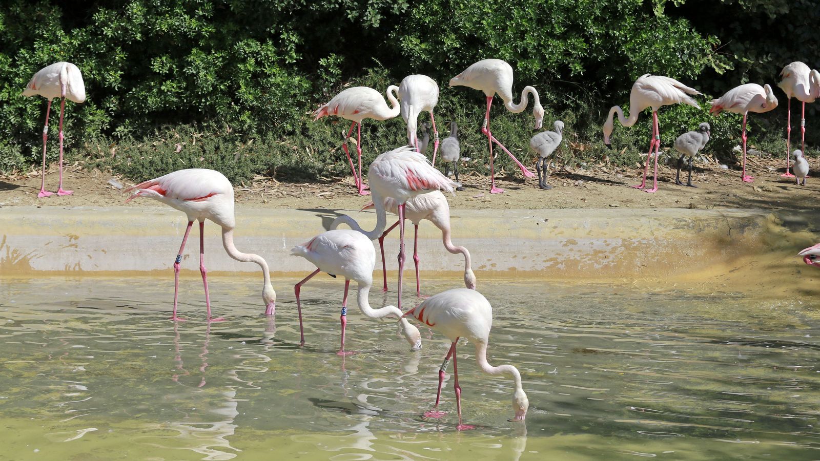 Reapertura del Zoo de Jerez