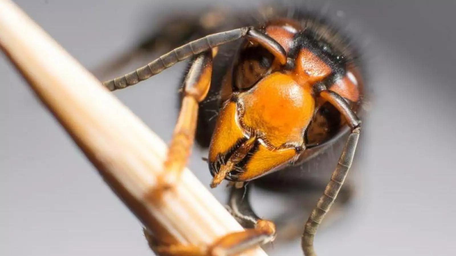 La avispa velutina ha sido detectada por primera vez en Andalucía este verano
