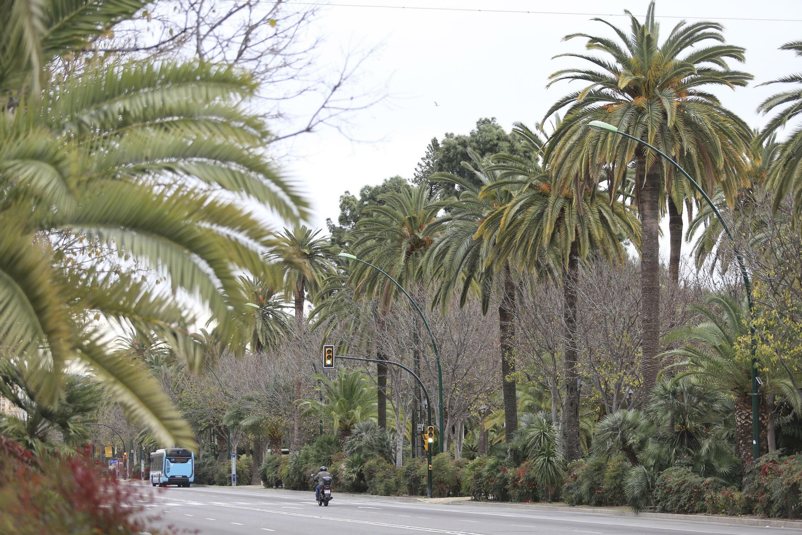Imagen de las palmeras del Parque de Málaga.