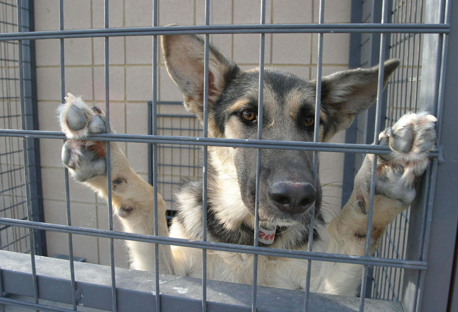 Un perro en un centro de control animal.