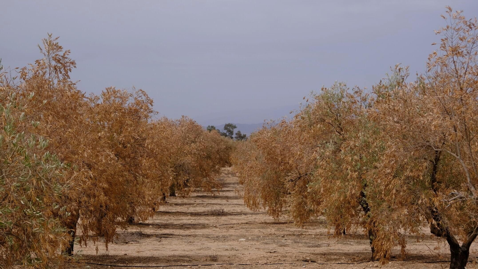 FINANZAS-ECONOMÍA-AGRI (8409981).jpg