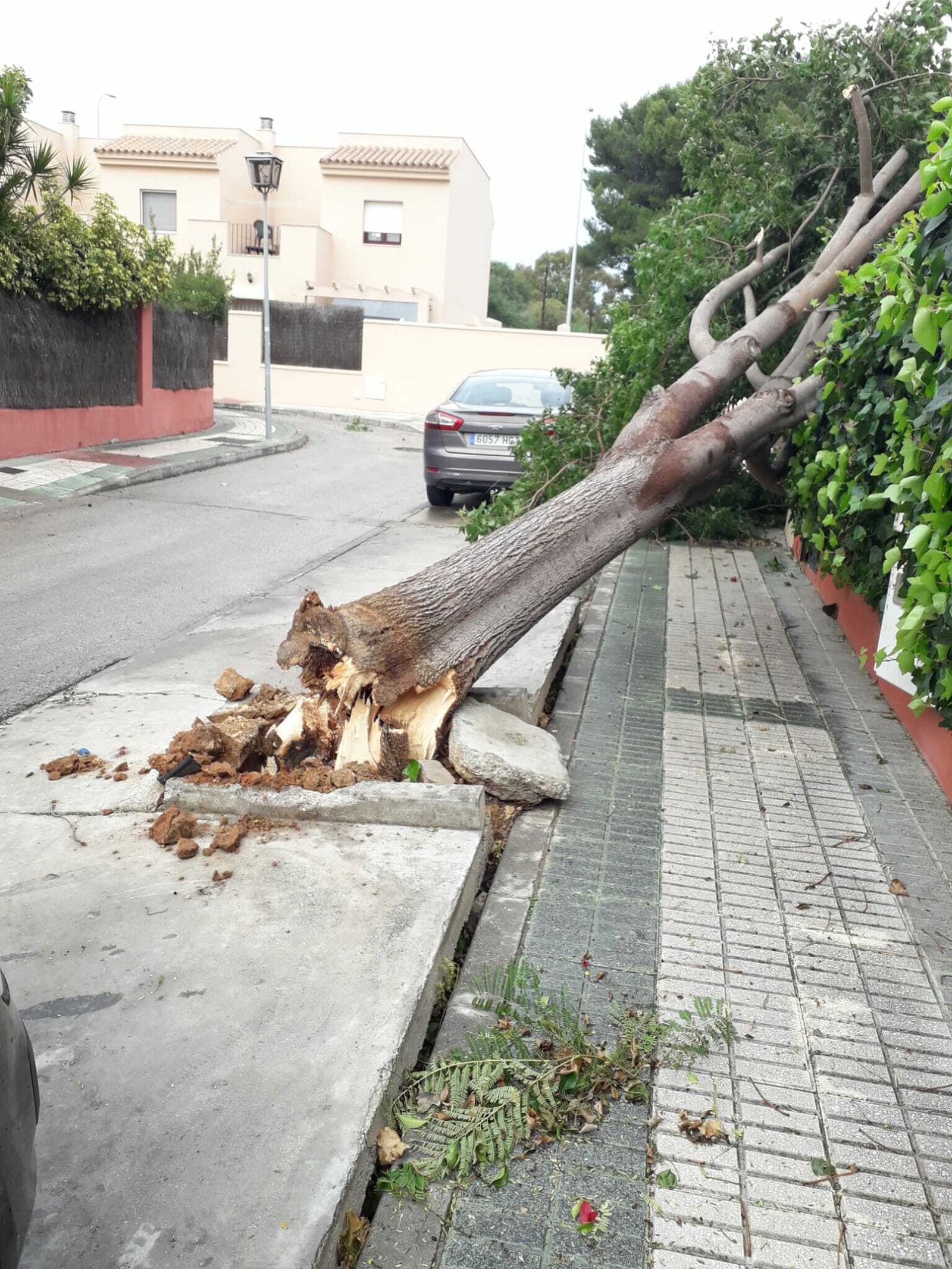 El aspecto que presenta el acerado y el pavimento de la calle ha empeorado con la caída del árbol.