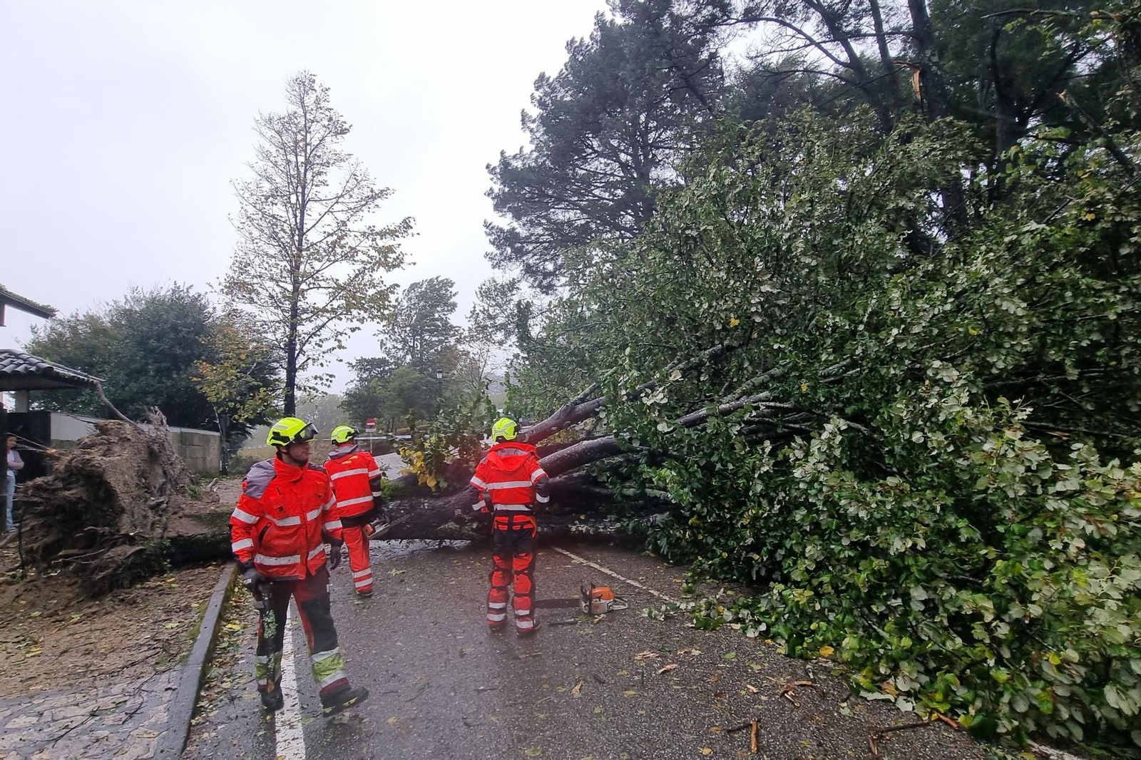 Bomberos retiran los árboles caídos en un parque de Vigo.