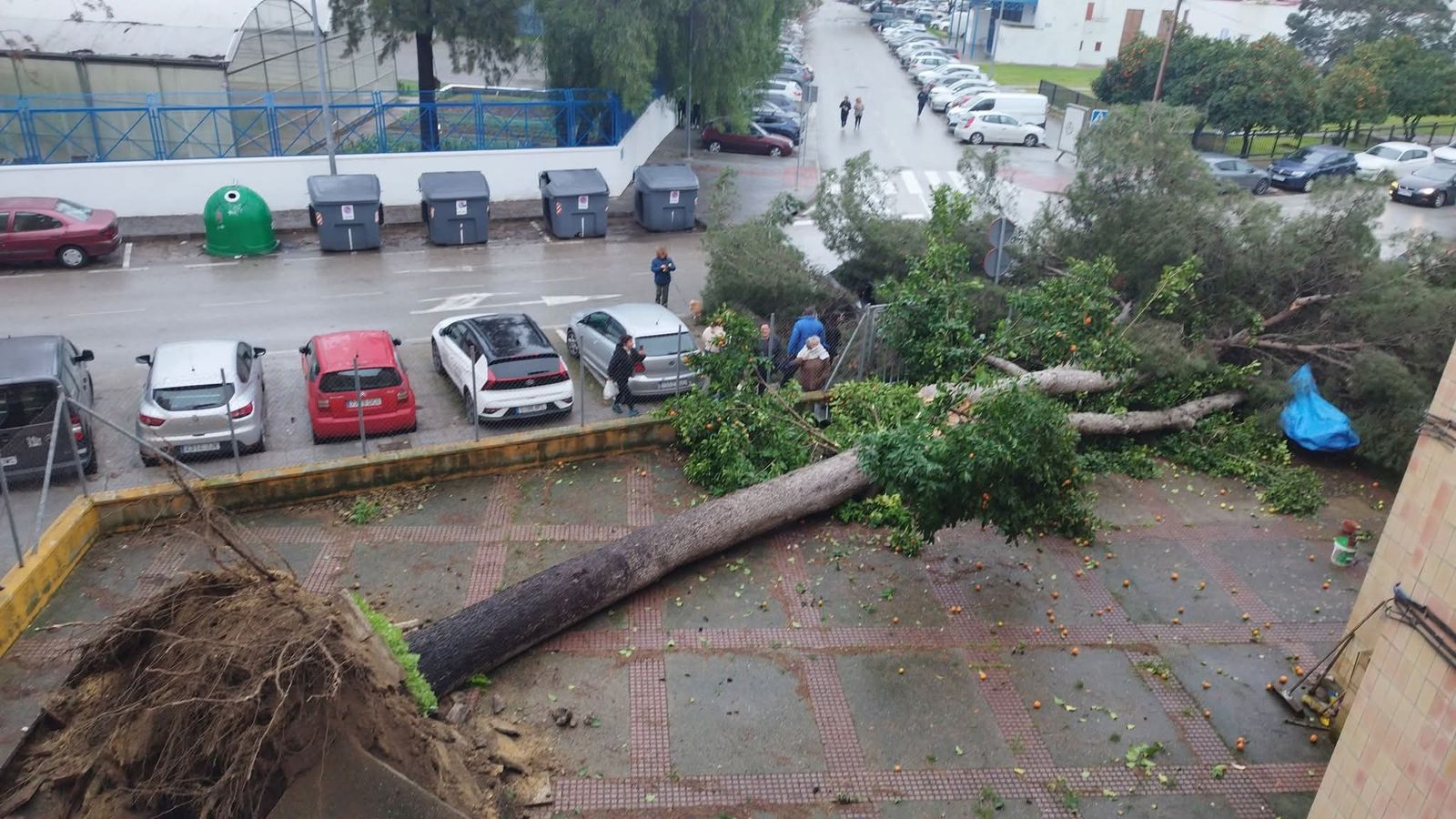 Cae un árbol en la barriada de La Granja.
