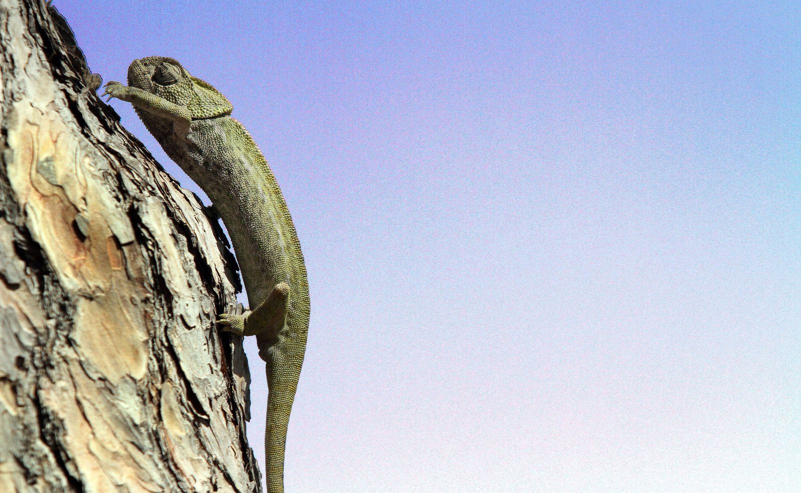 La tierra de los dragones lanza una campaña para fomentar su protección en la Costa