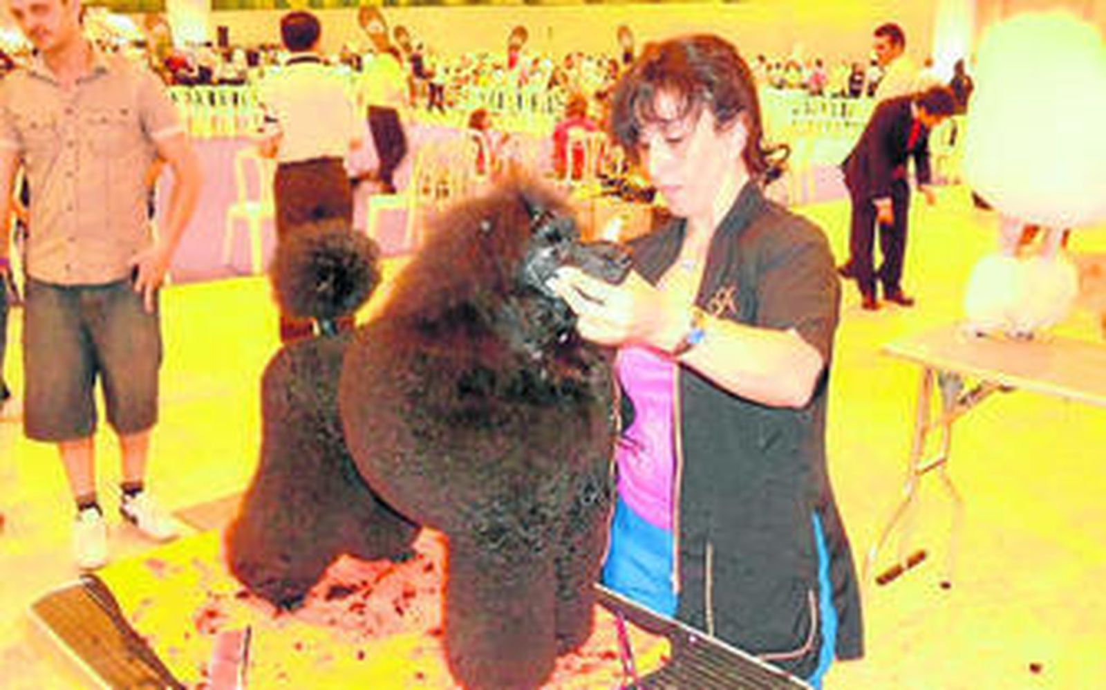 1 y 2. La belleza y la moda estarán presentes en esta muestra donde podrán verse exhibiciones de peluquería canina en directo. 3. El juez canino Juan Isidro Fernández con unos de sus Treysas scottish terrier. El también criador y expositor ha logrado más de 40 títulos de campeonato.