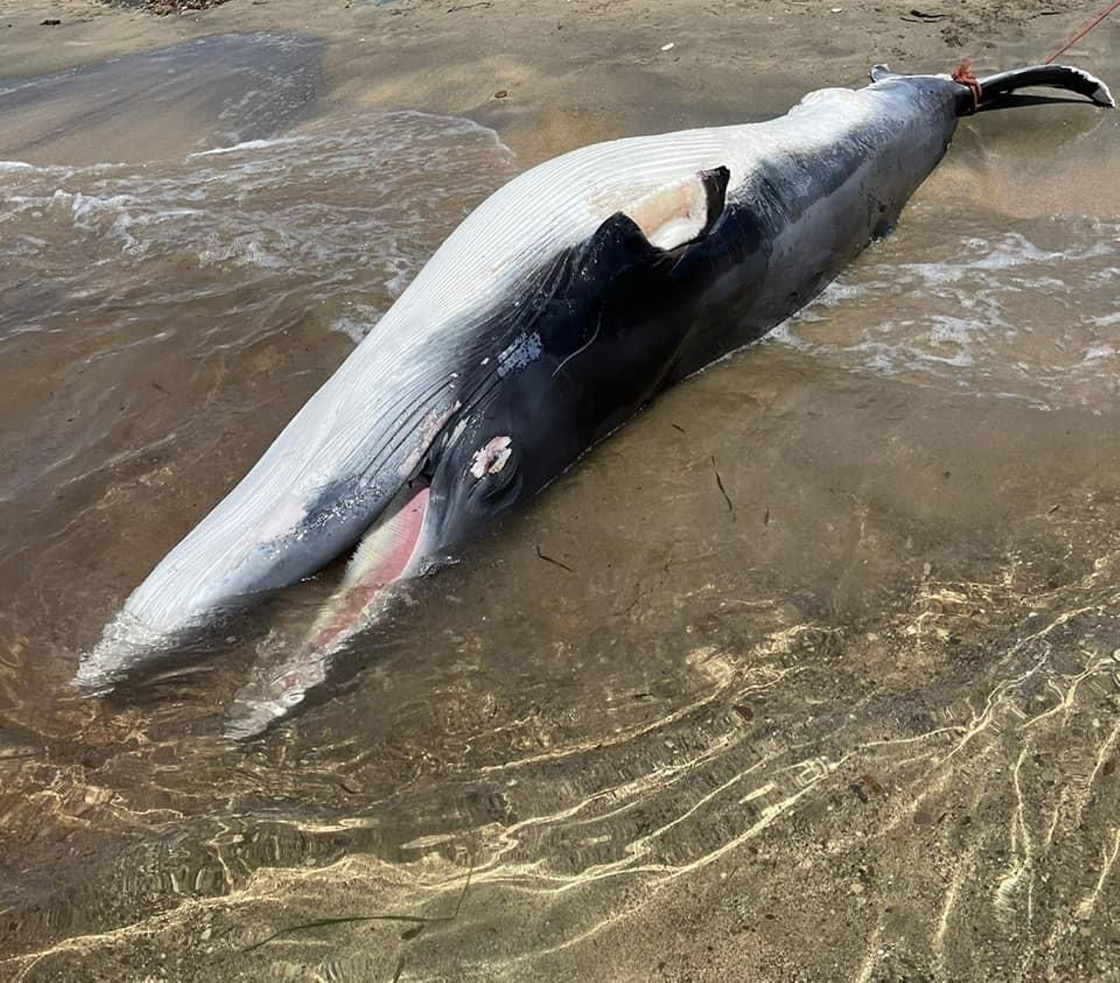 Aparece un rorcual aliblanco muerto en la playa de Aguamarga