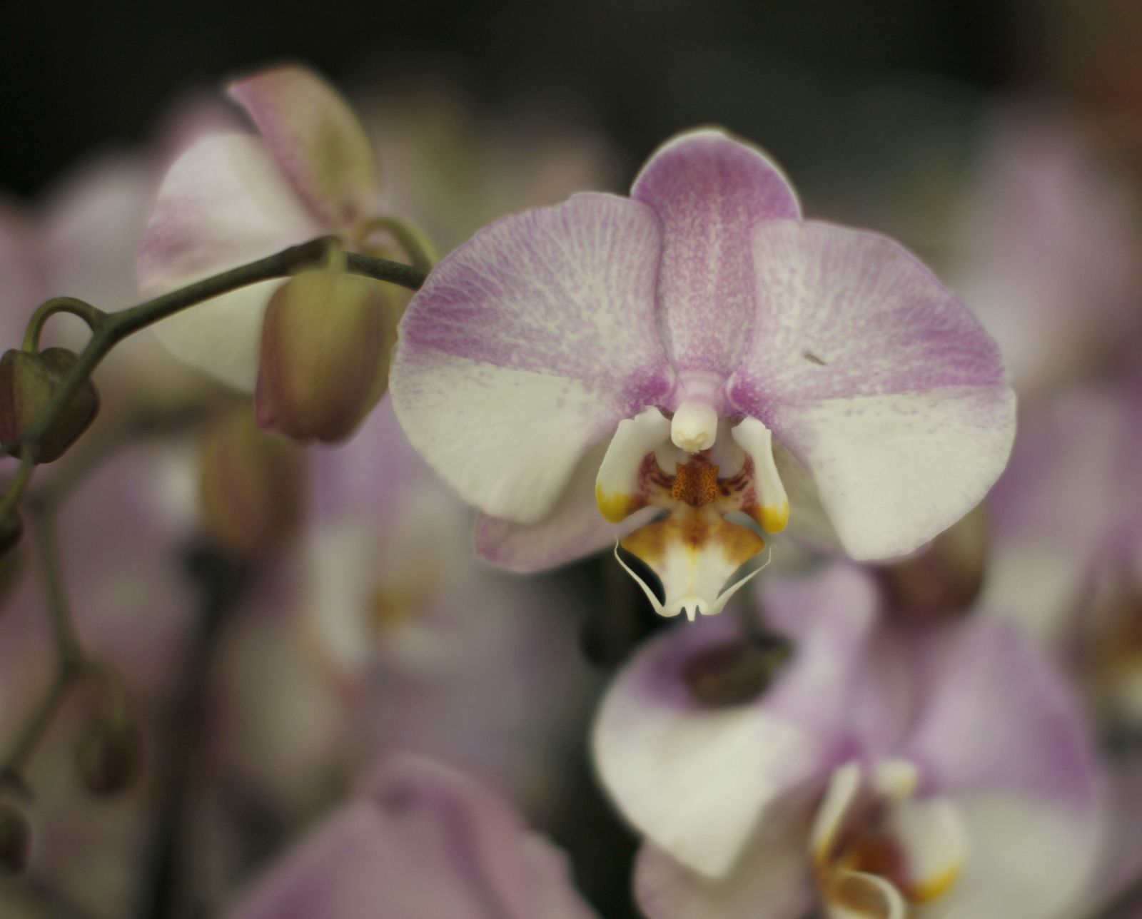 Fotogalería plantas para el Día de la Madre en Suministros Tripiana