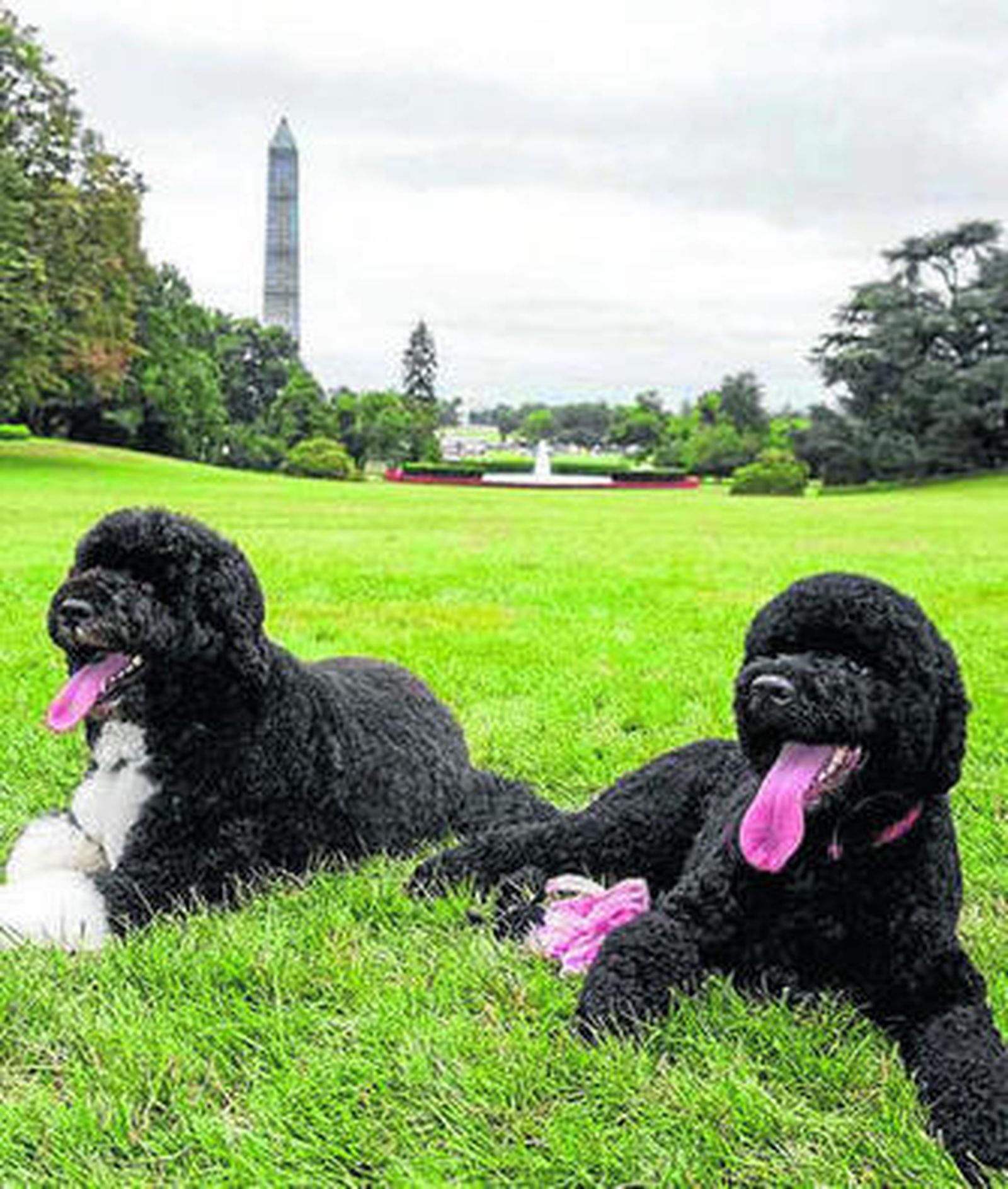 'Bo' y 'Sunny', el nuevo miembro de la familia Obama.