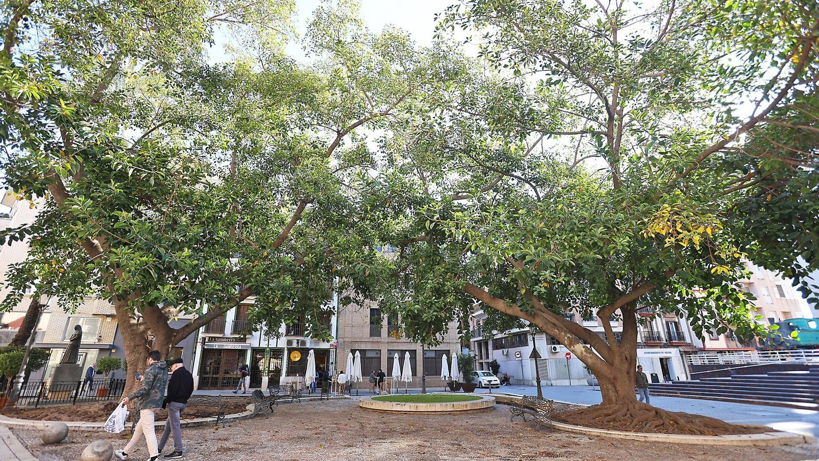 Ficus de la Plaza niña. Ficus de la Plaza niña.