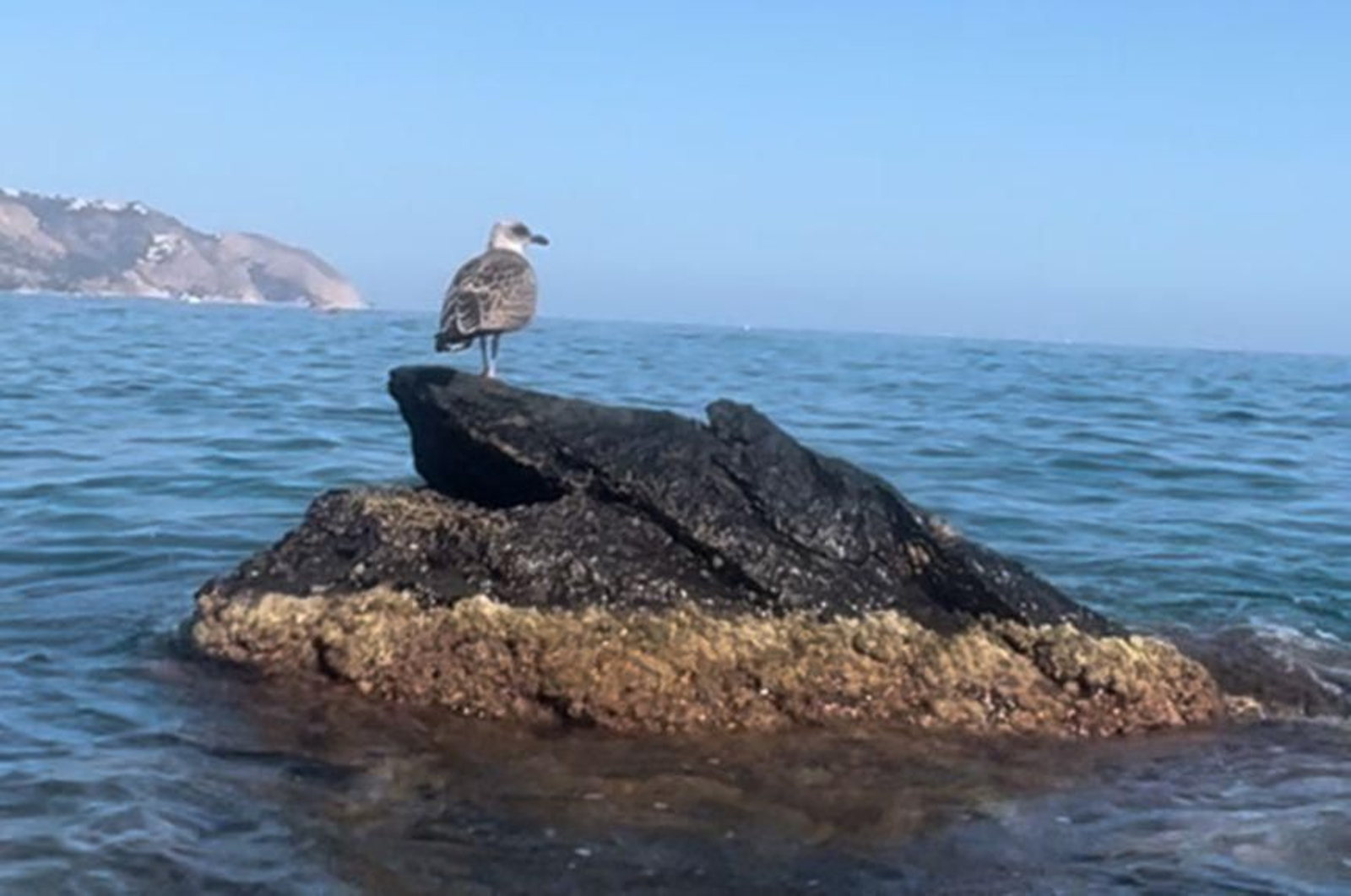 Una ruta en kayak por cuevas y acantilados a dos horas de Algeciras.