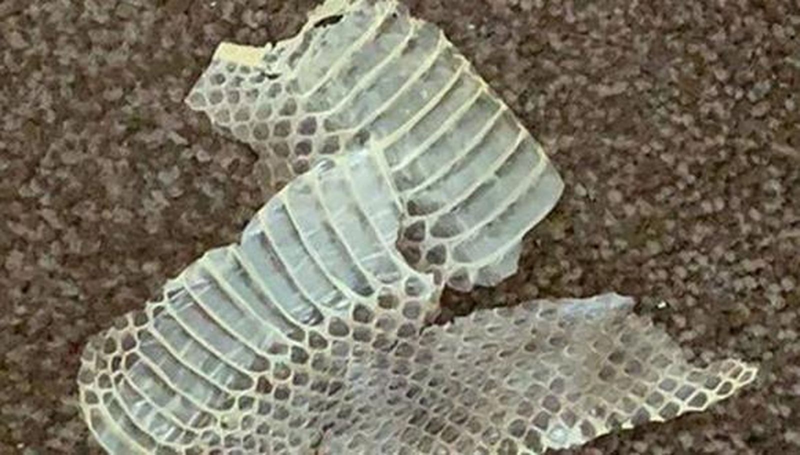 Buscan una serpiente tras encontrar la piel en la habitación de un niño de tres años